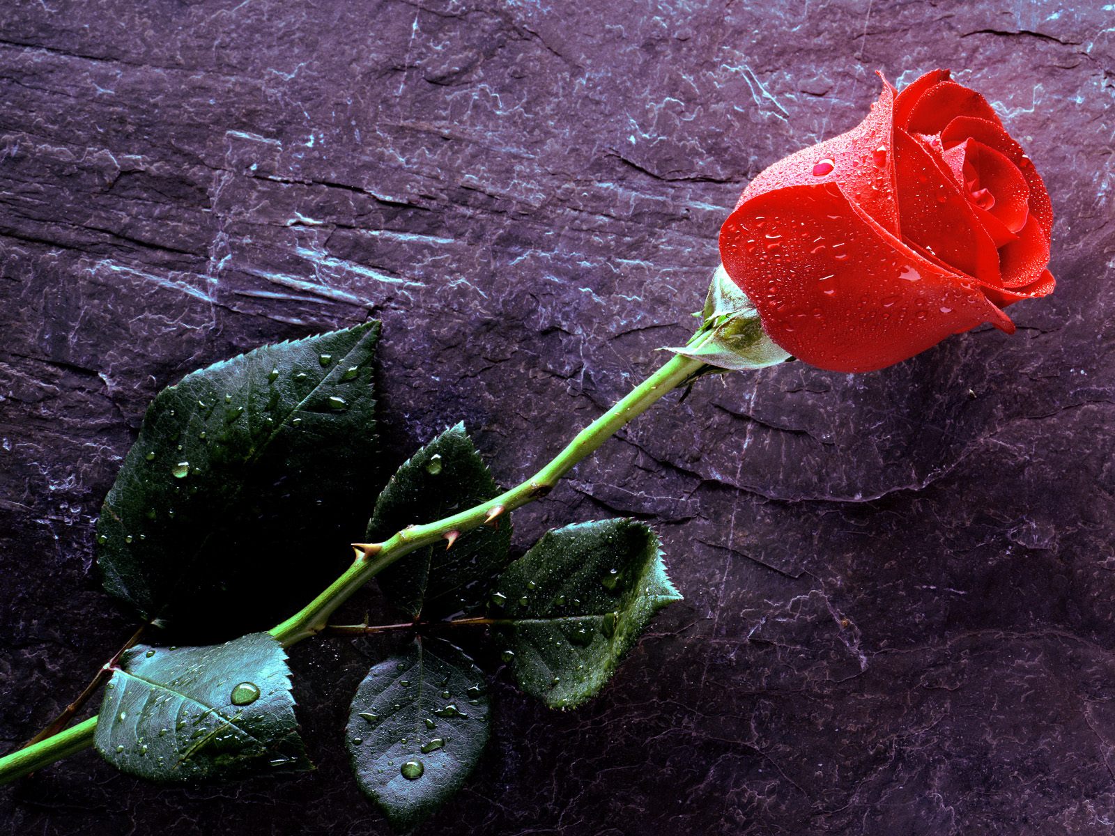 337299壁紙のダウンロード地球, 薔薇, 花, 赤いバラ, フラワーズ-スクリーンセーバーと写真を無料で