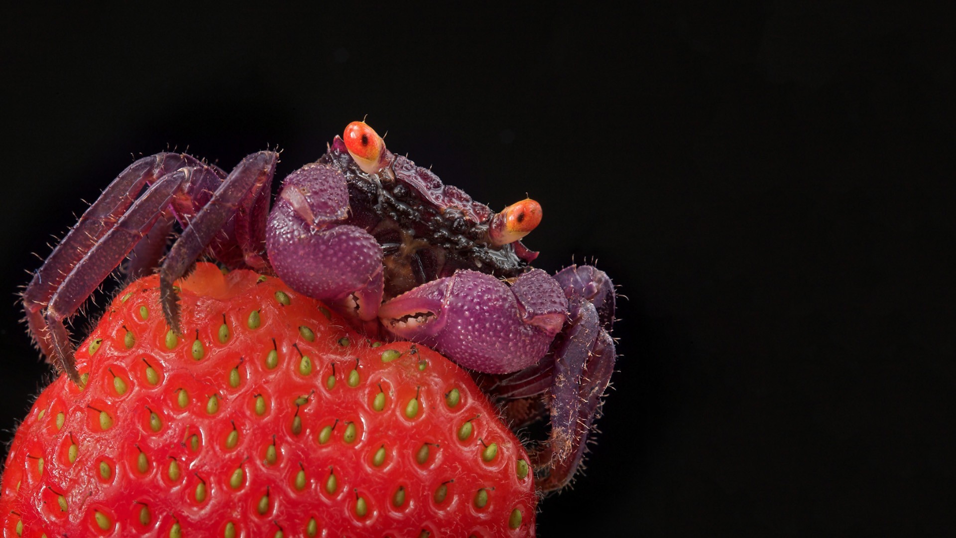 Download mobile wallpaper Strawberry, Animal, Crab for free.