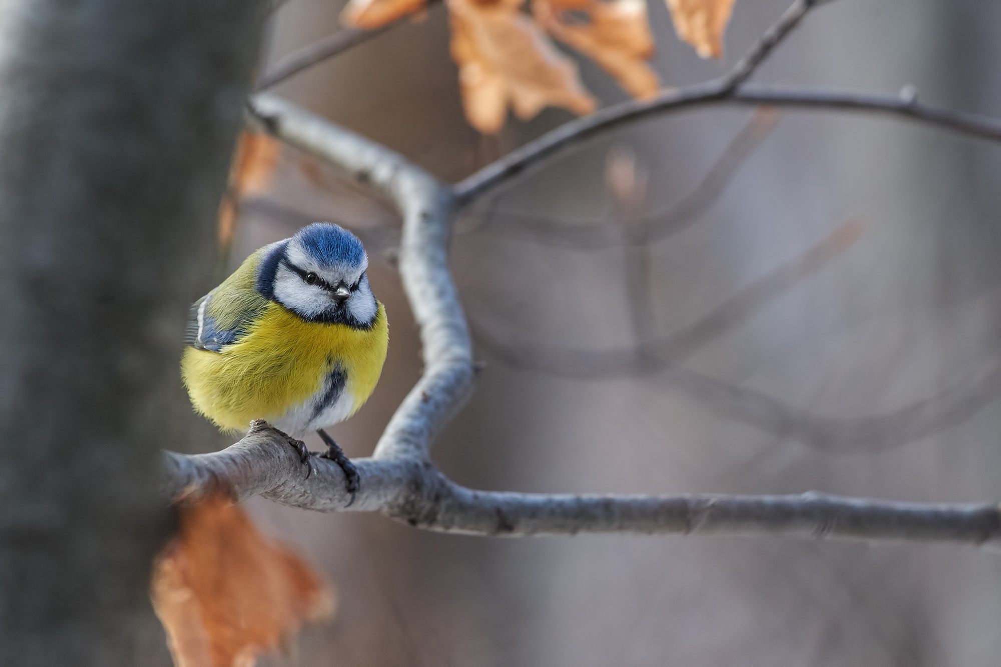 PCデスクトップに動物, 鳥, シジュウカラ画像を無料でダウンロード