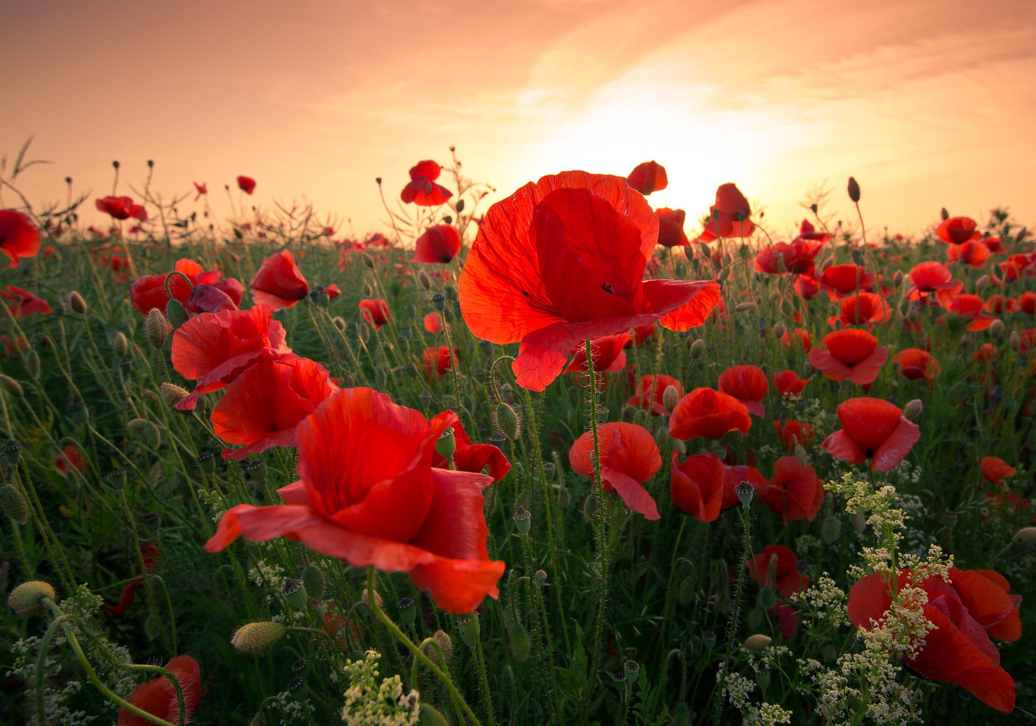 Laden Sie das Natur, Blumen, Mohn, Sommer, Blume, Sonnenaufgang, Rote Blume, Erde/natur-Bild kostenlos auf Ihren PC-Desktop herunter