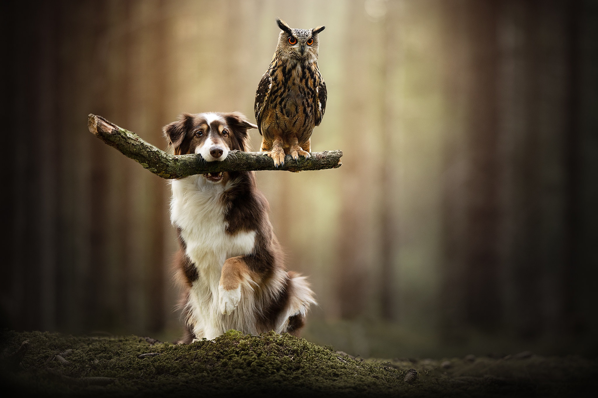 Download mobile wallpaper Dogs, Owl, Bird, Dog, Animal, Great Horned Owl, Depth Of Field for free.