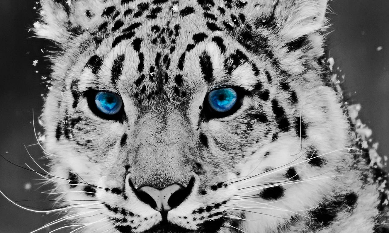 Free download wallpaper Snow Leopard, Leopard, Animal, Blue Eyes on your PC desktop