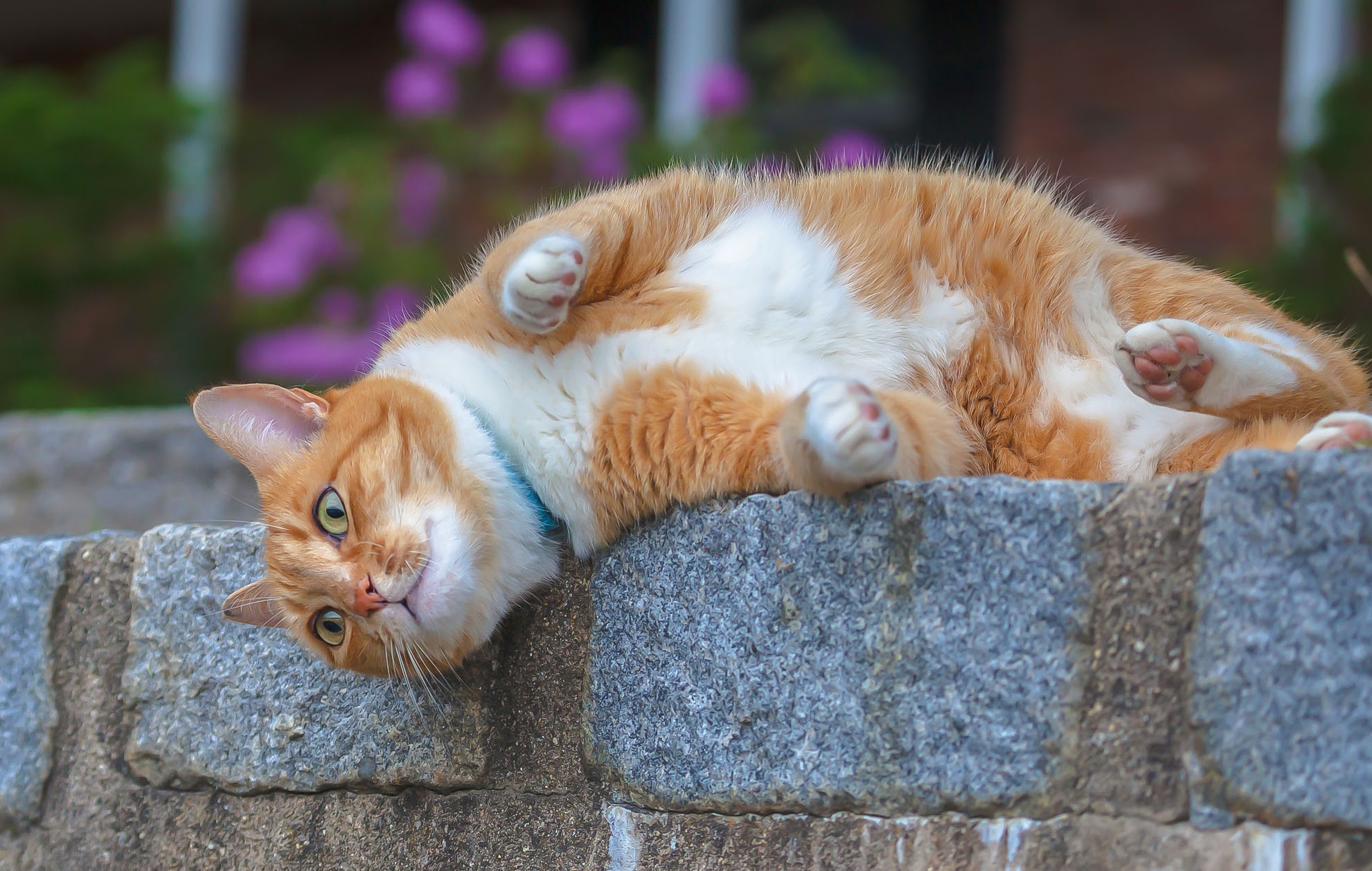 Baixar papel de parede para celular de Animais, Gatos, Gato gratuito.