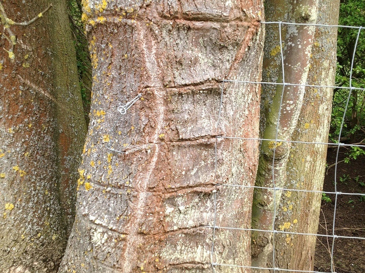 Téléchargez gratuitement l'image Arbre, Terre/nature sur le bureau de votre PC