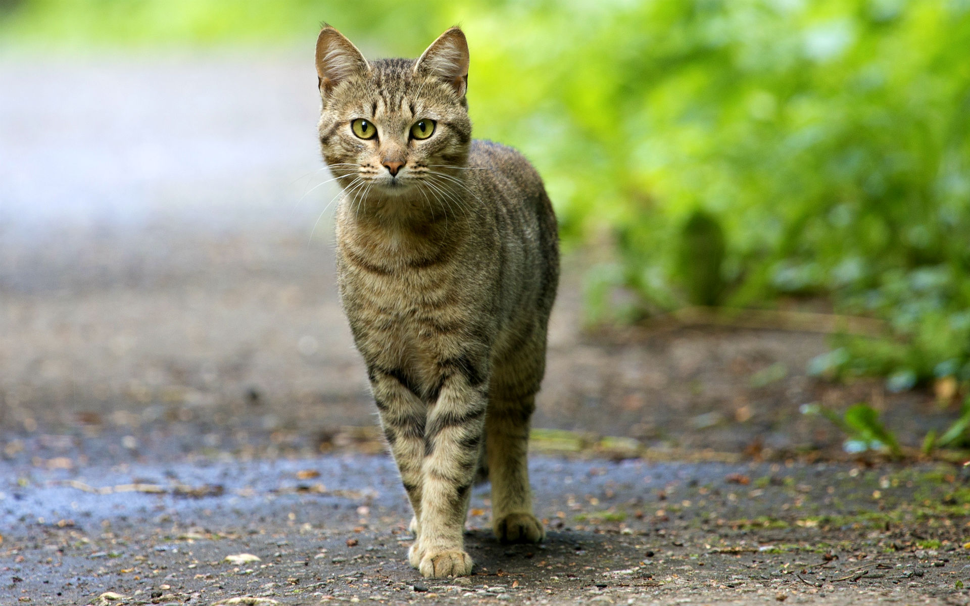 Baixar papel de parede para celular de Animais, Gato gratuito.