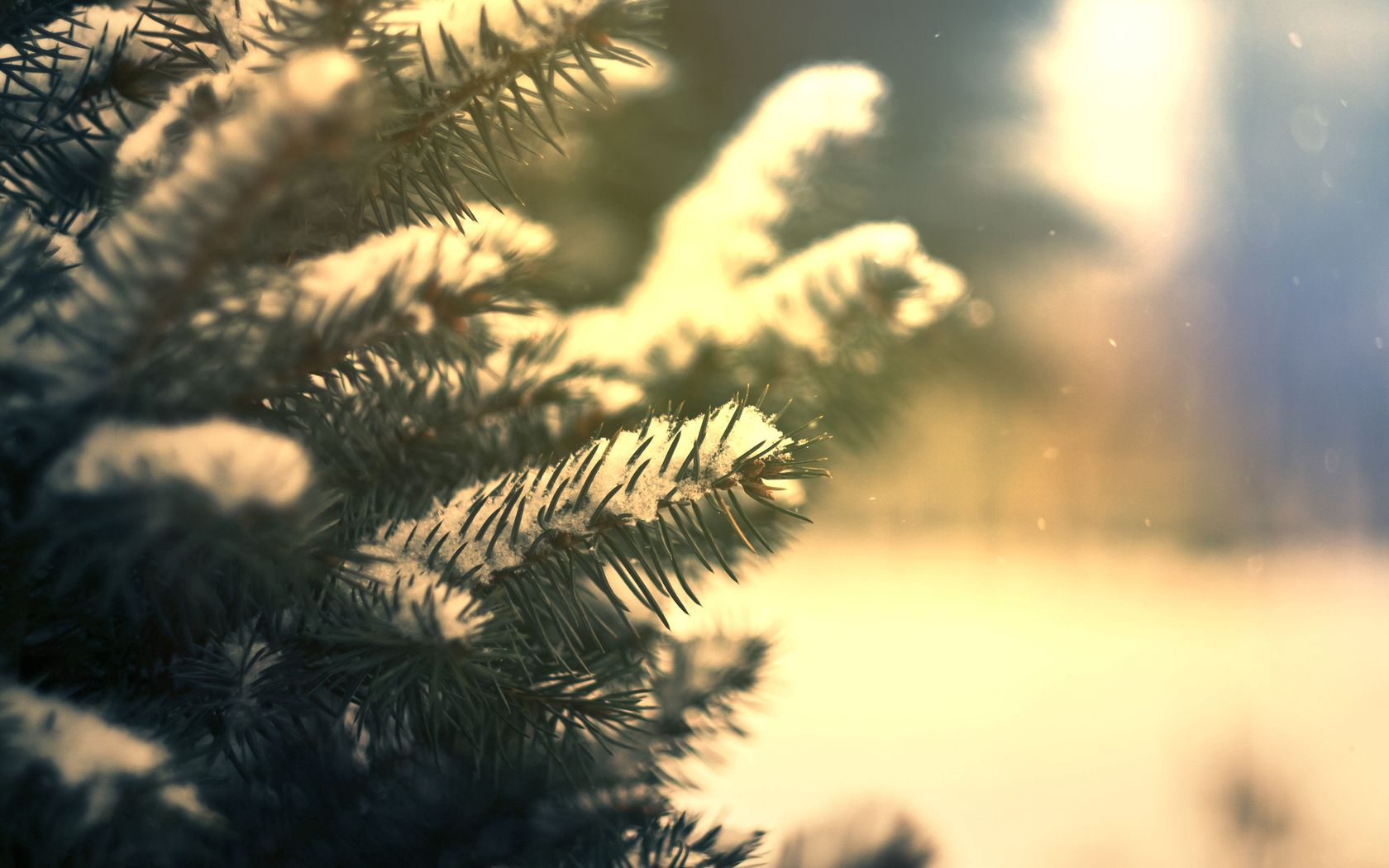 nature, needle, pine, snow, green, conifers, coniferous, branches