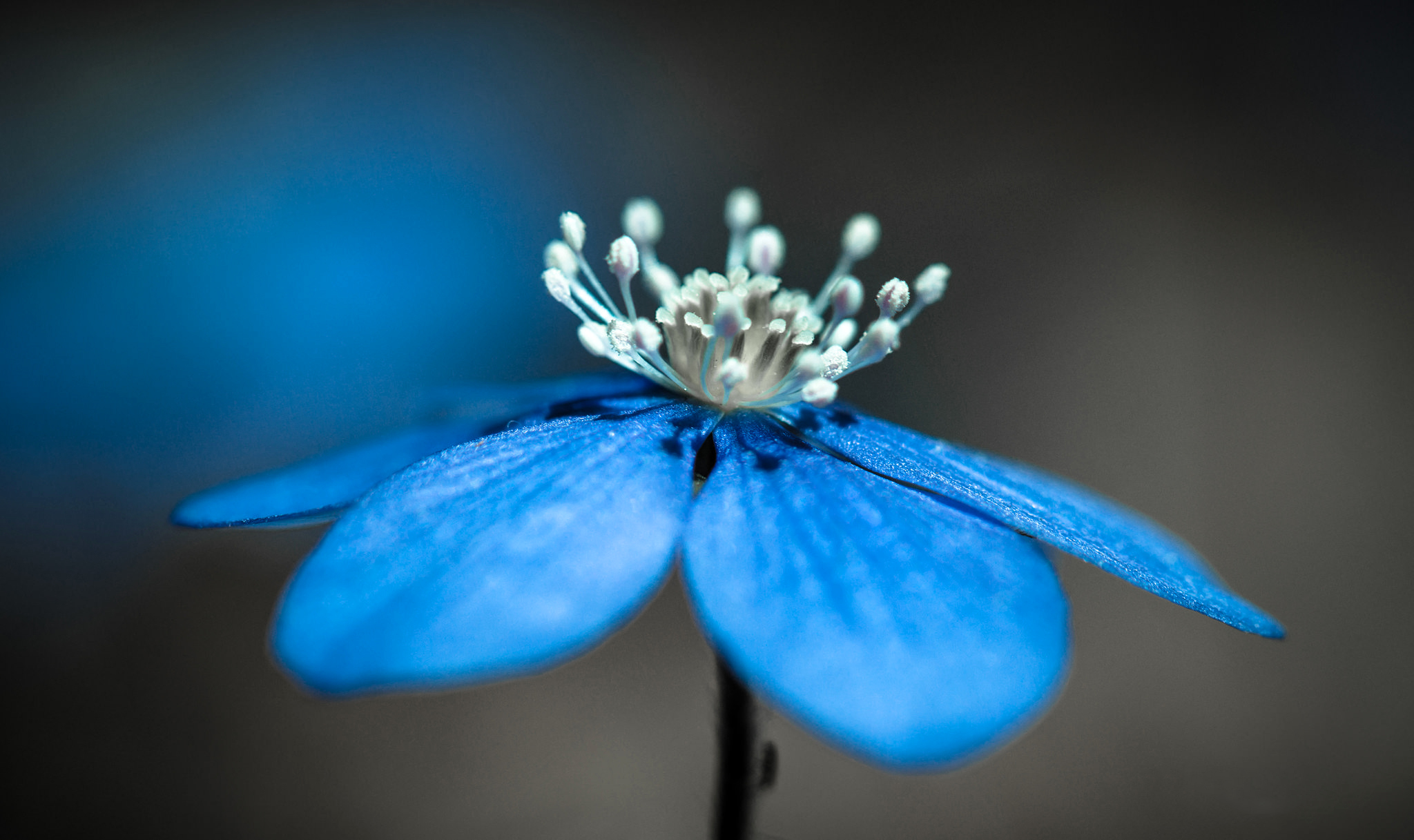 無料モバイル壁紙フラワーズ, 花, 大きい, 地球, ぼかし, 青い花をダウンロードします。