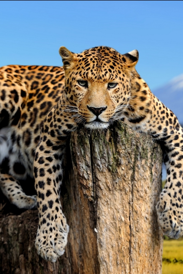 Download mobile wallpaper Cats, Leopard, Animal for free.