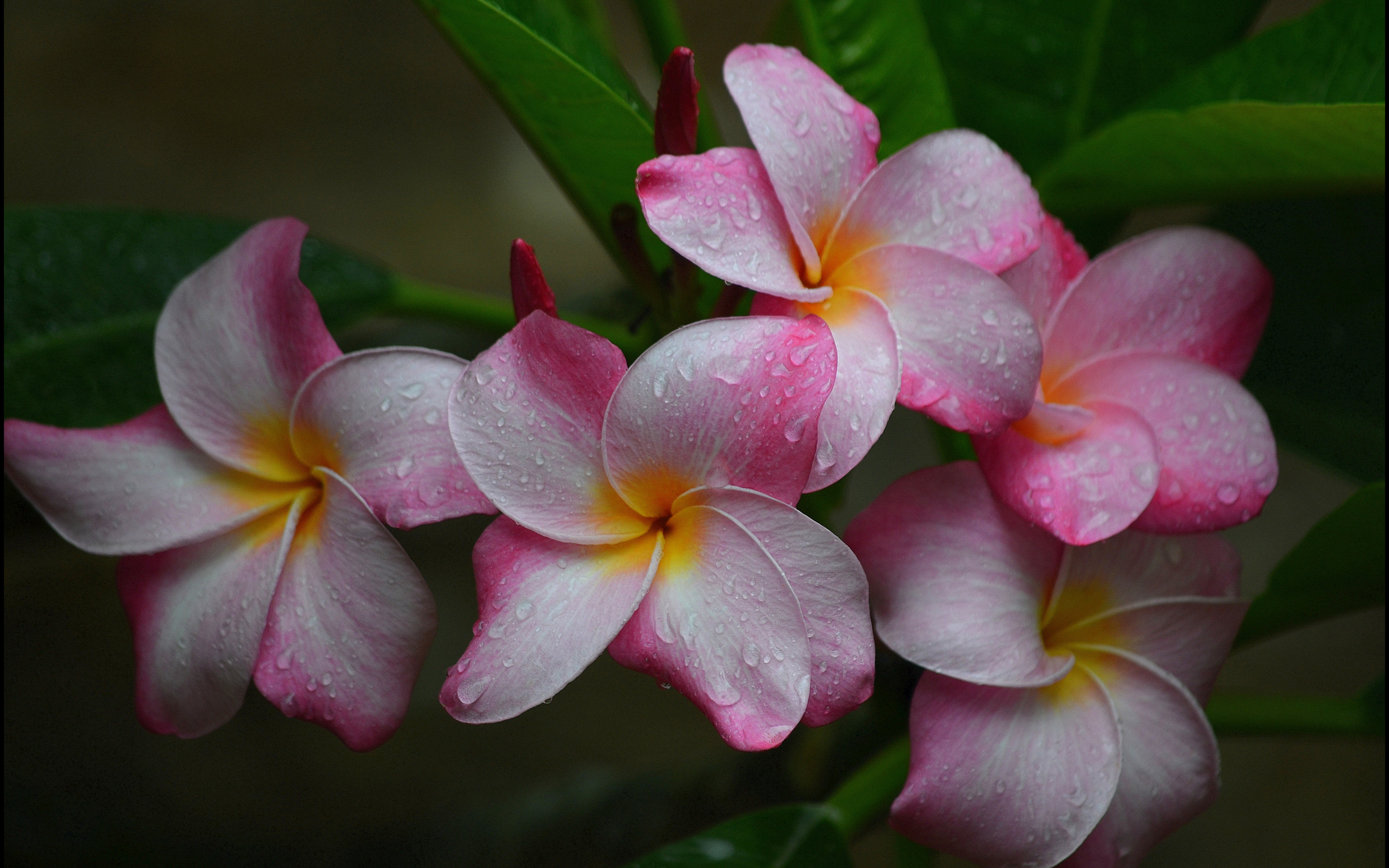 Descarga gratis la imagen Flores, Frangipani, Tierra/naturaleza en el escritorio de tu PC