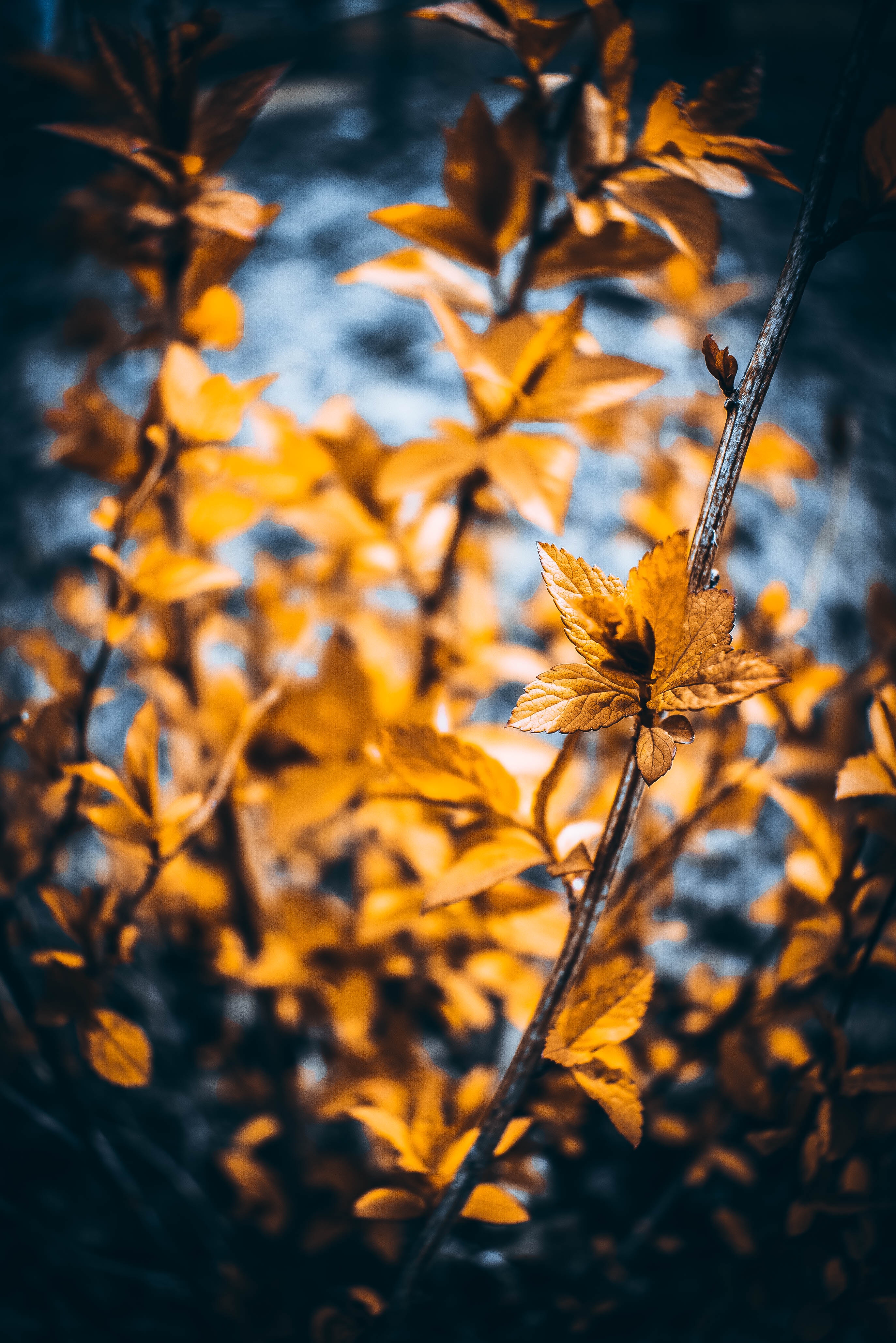plant, branches, blur, smooth, leaves, macro Full HD