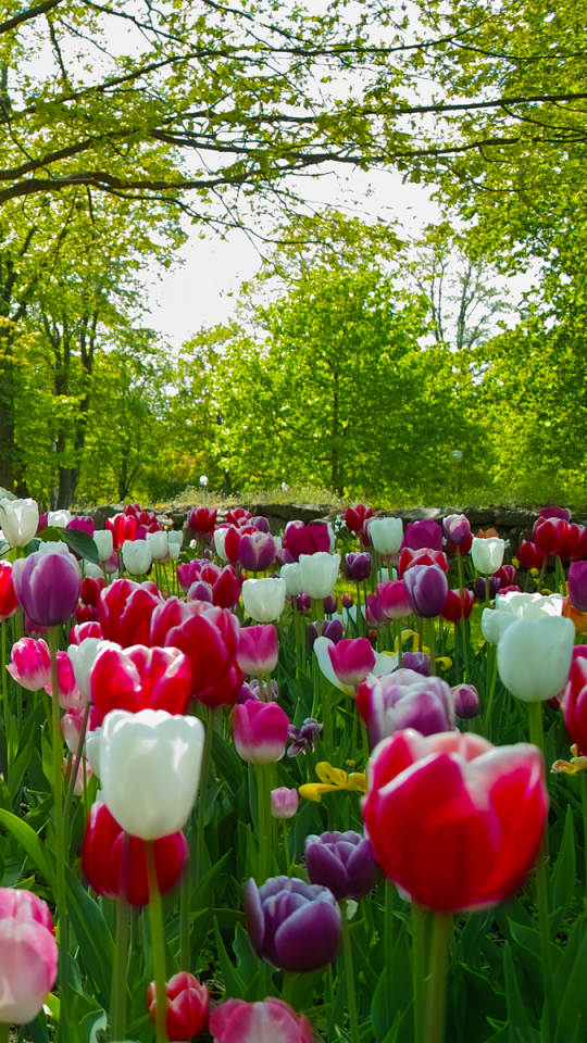 Download mobile wallpaper Flowers, Earth, Tulip for free.