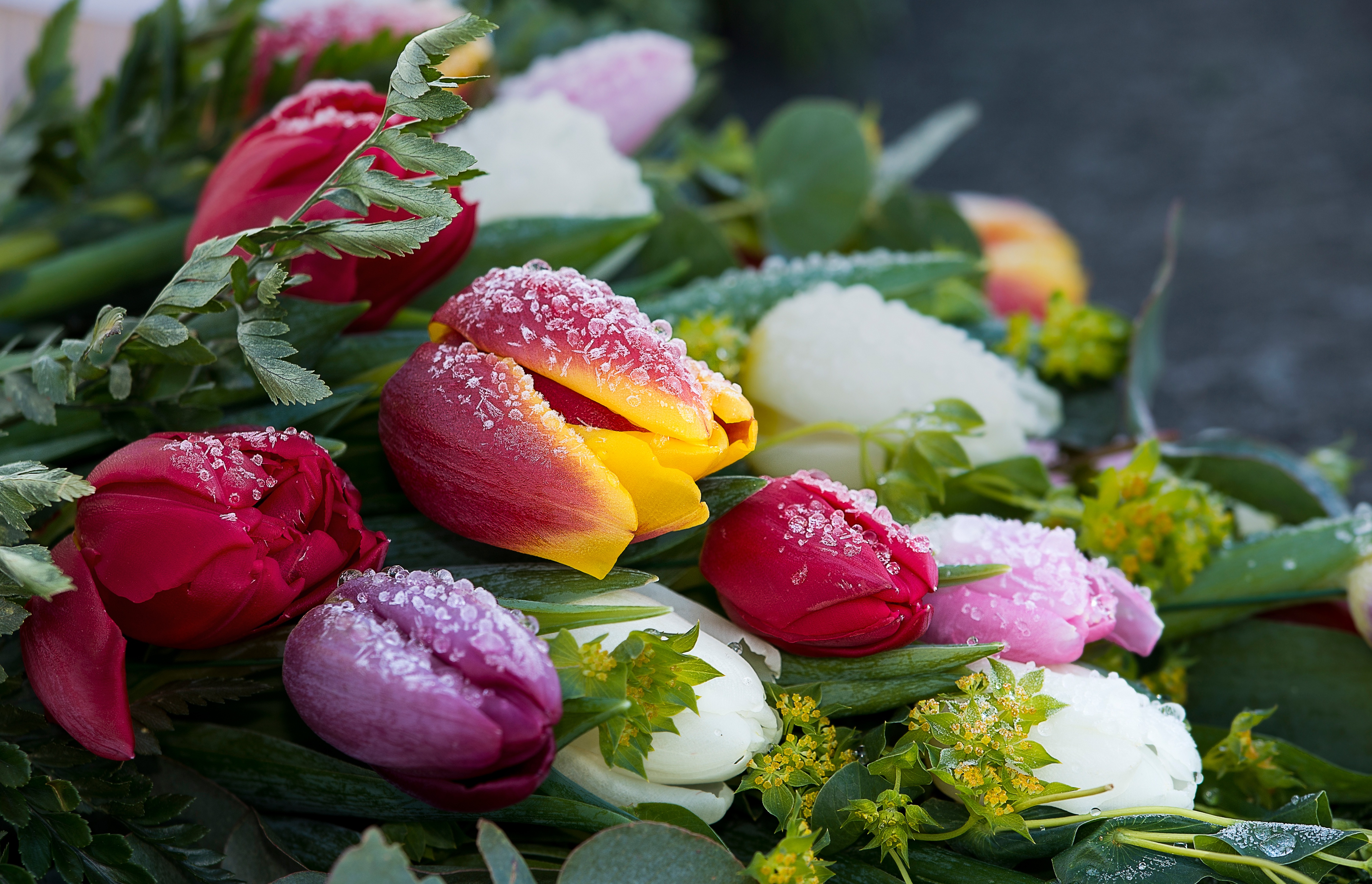 429501 Bildschirmschoner und Hintergrundbilder Blumen auf Ihrem Telefon. Laden Sie  Bilder kostenlos herunter