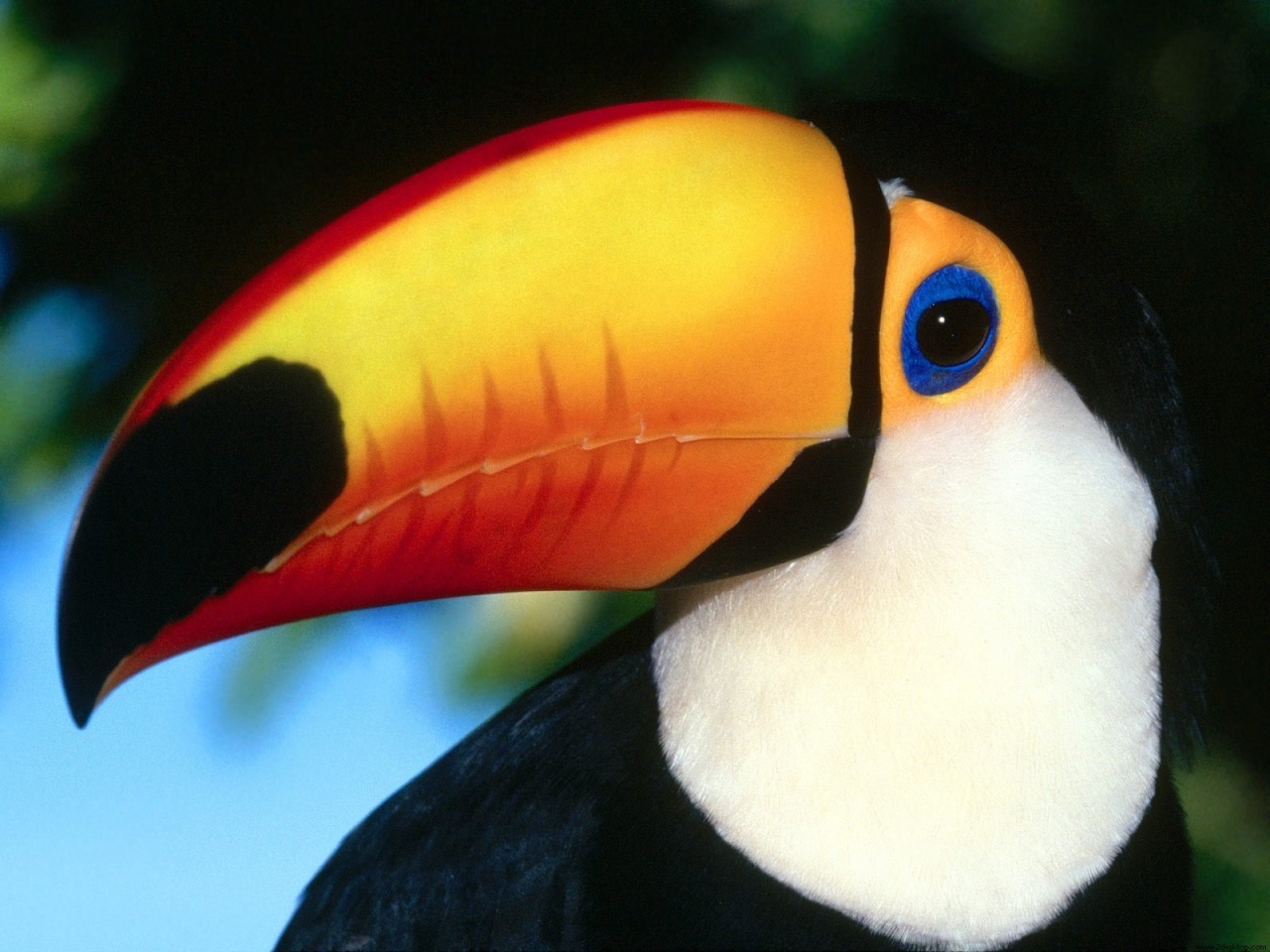 animal, toco toucan, bird