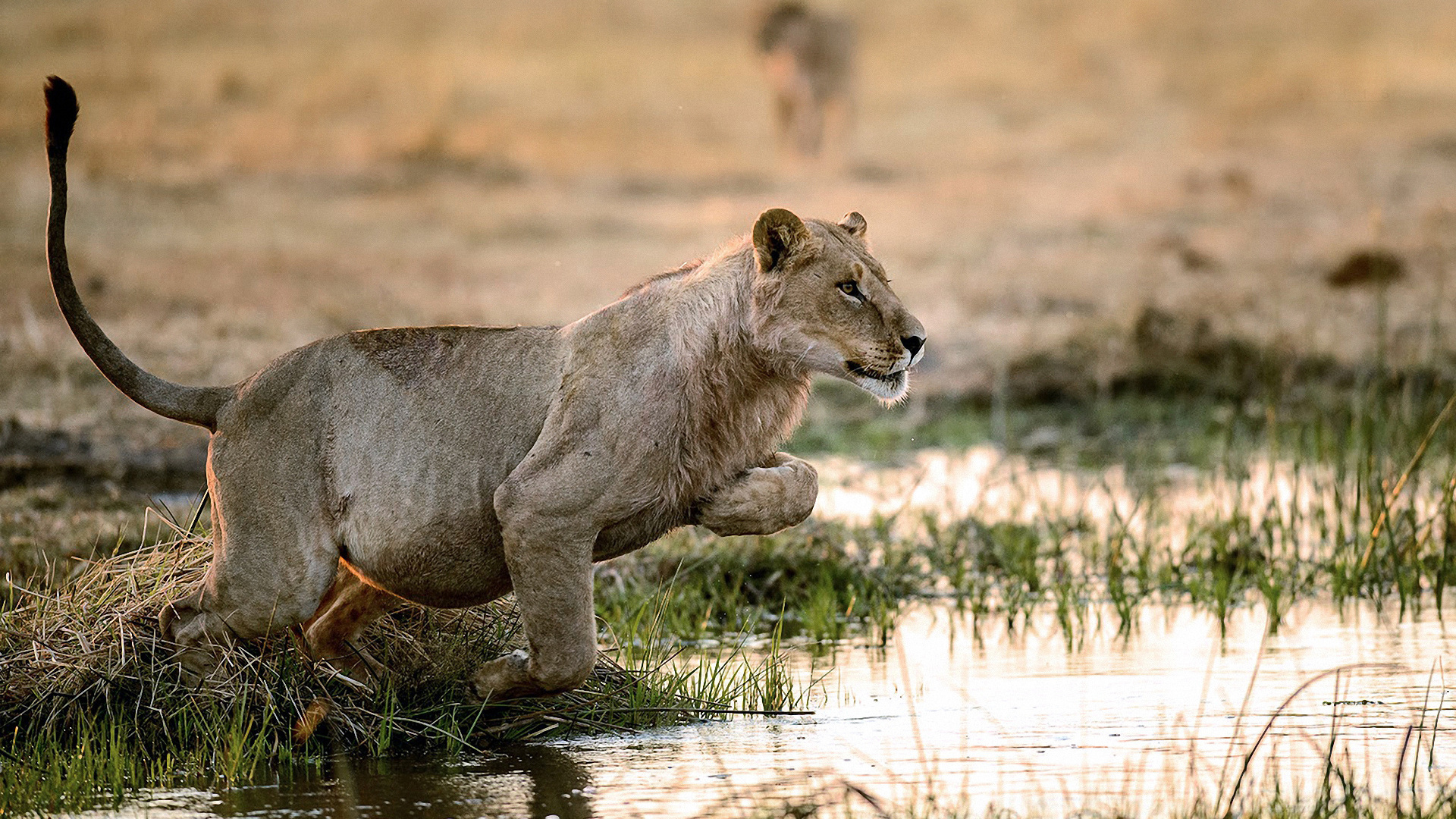 Téléchargez gratuitement l'image Animaux, Chats, Lion sur le bureau de votre PC