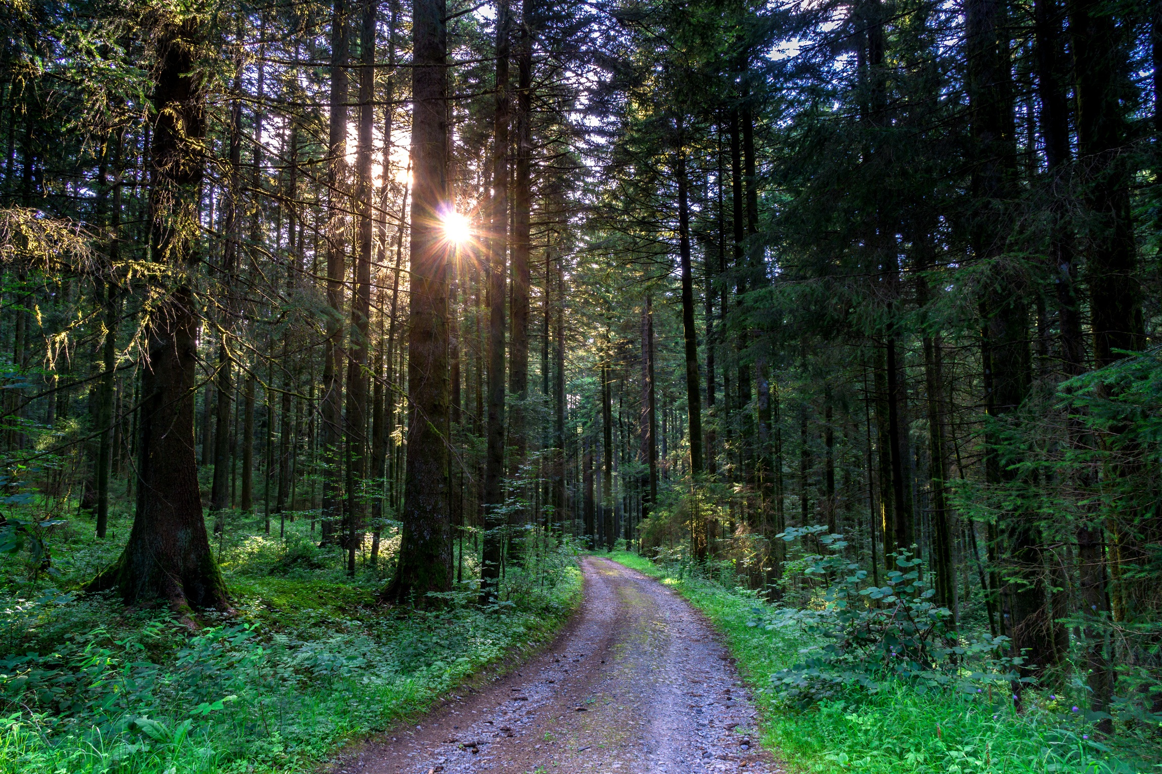 Download mobile wallpaper Nature, Road, Forest, Tree, Path, Sunbeam, Man Made, Dirt Road for free.
