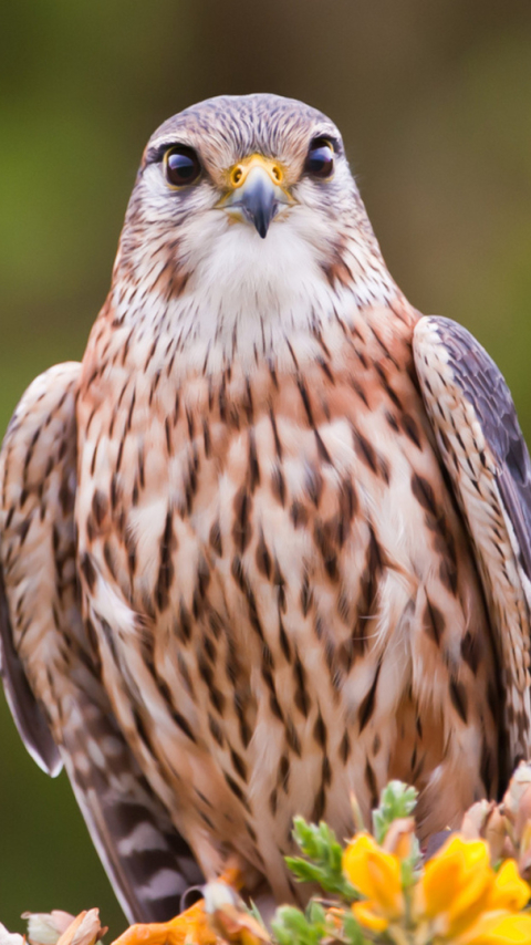 Descarga gratuita de fondo de pantalla para móvil de Animales, Halcón, Aves.