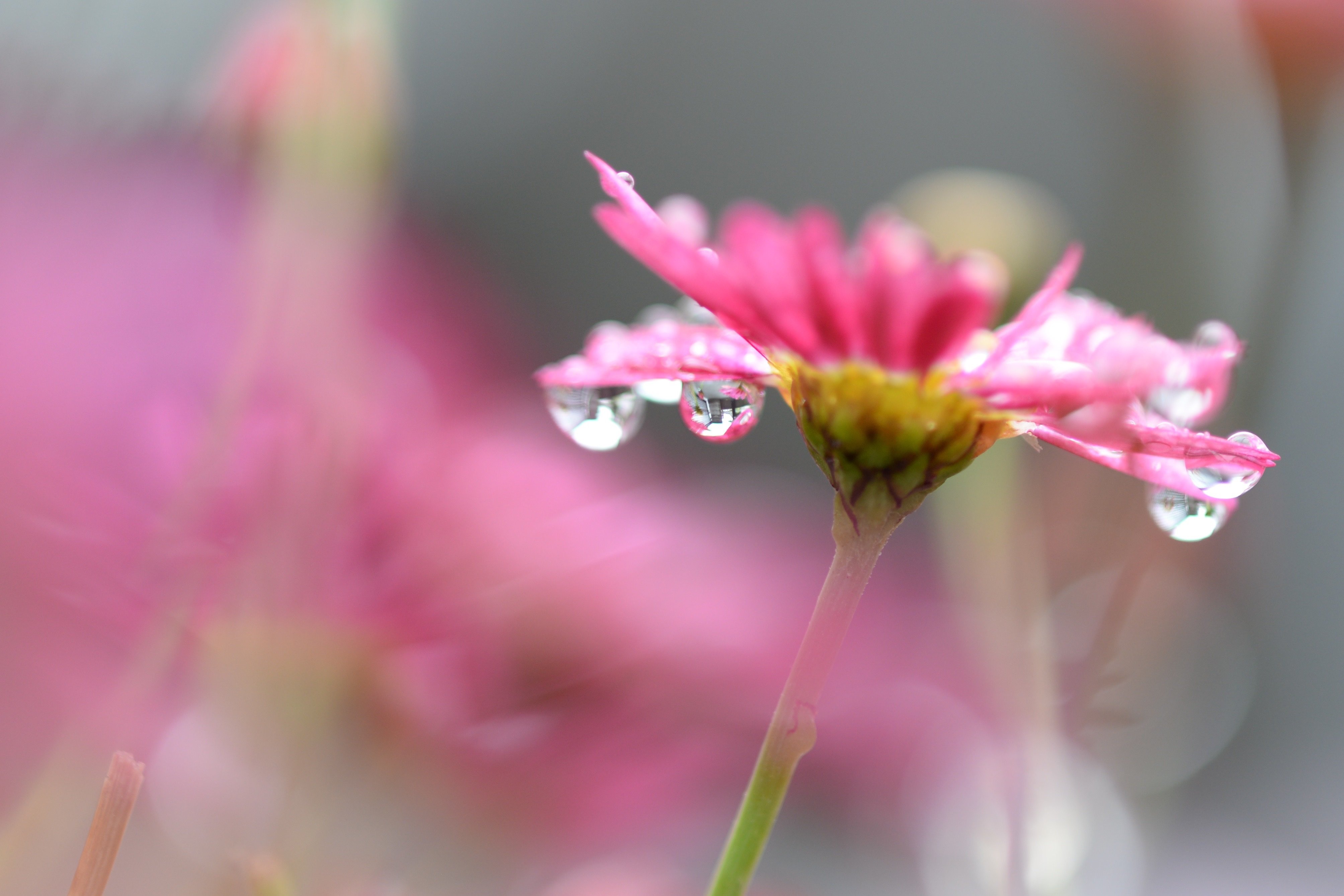 Laden Sie das Blumen, Blume, Makro, Verwischen, Wassertropfen, Erde/natur, Pinke Blume-Bild kostenlos auf Ihren PC-Desktop herunter