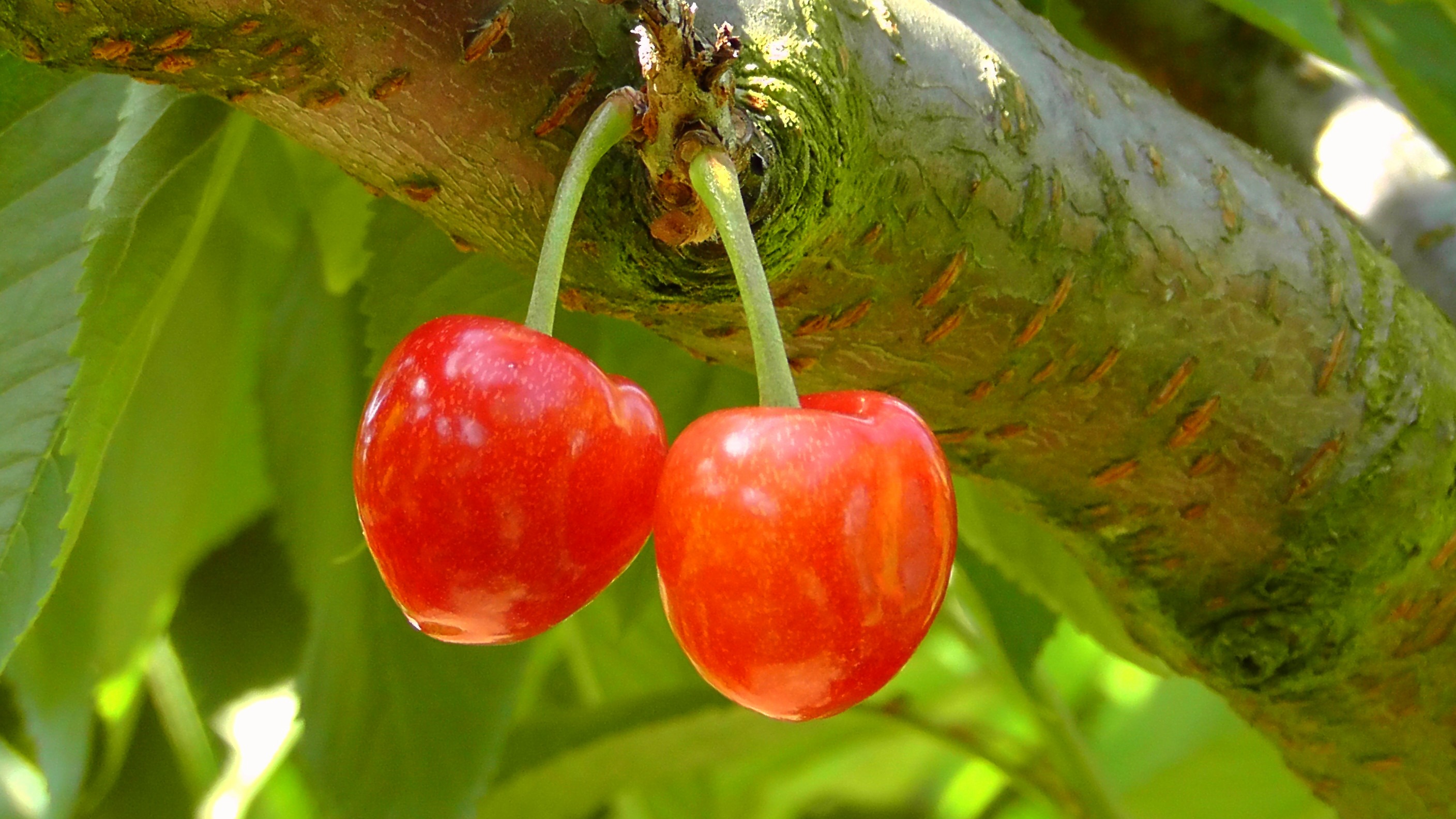 8k Sweet Cherry Images
