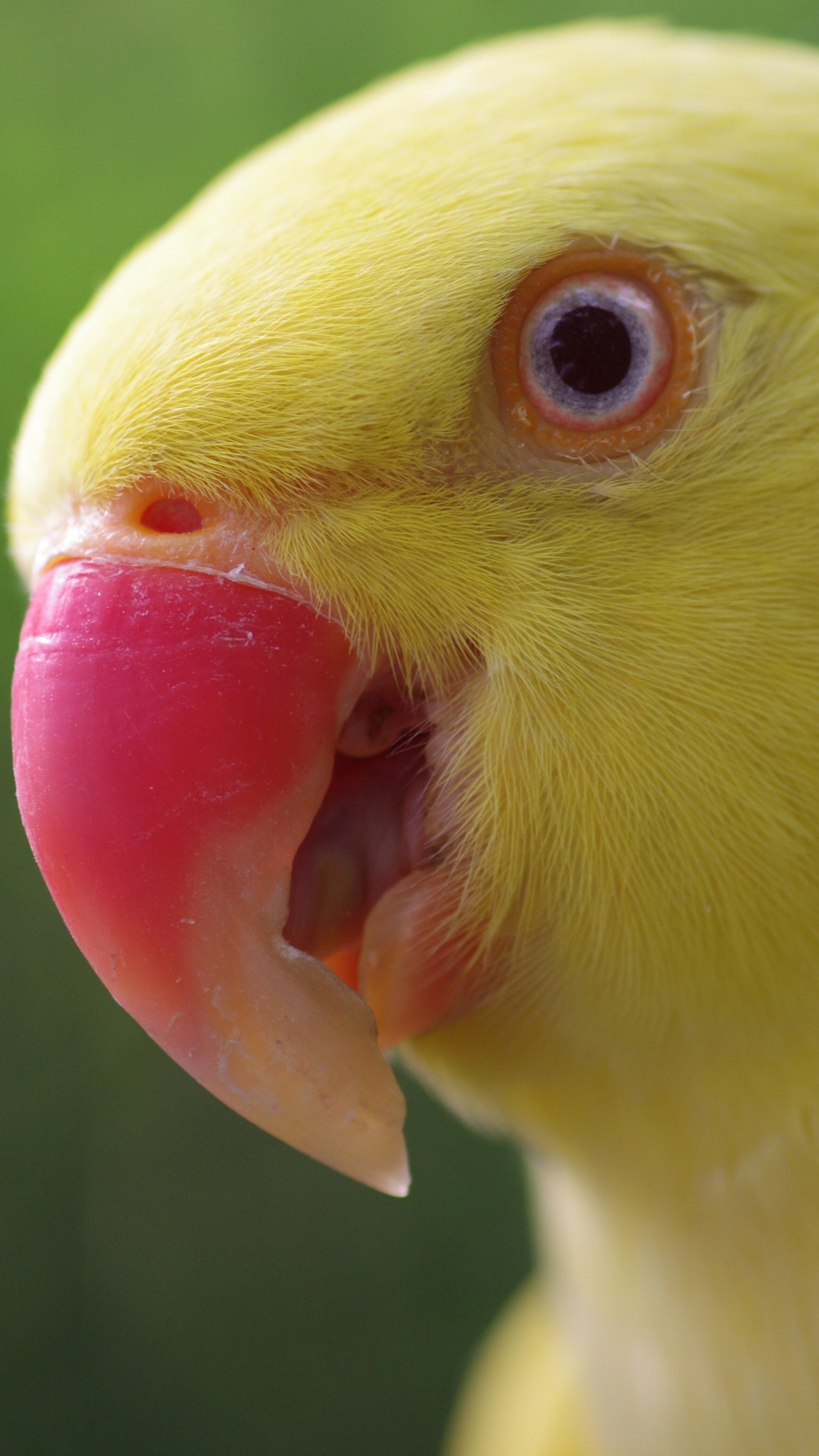 Baixar papel de parede para celular de Animais, Aves, Pássaro, Papagaio De Pescoço De Anel Amarelo gratuito.