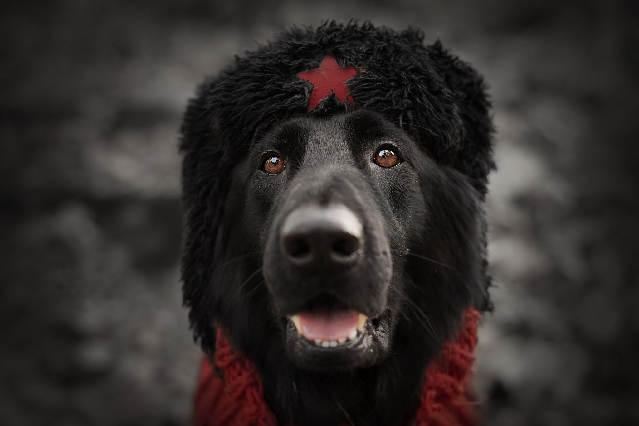 Baixar papel de parede para celular de Animais, Cães, Cão gratuito.