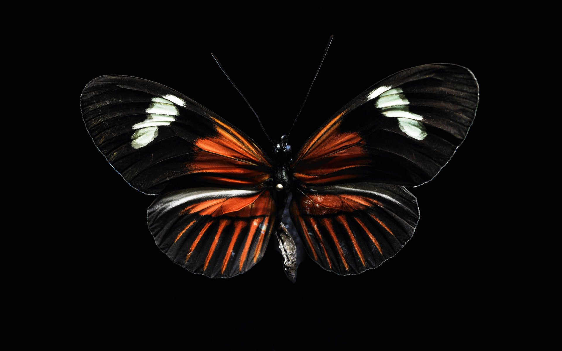 PCデスクトップに動物, 蝶画像を無料でダウンロード
