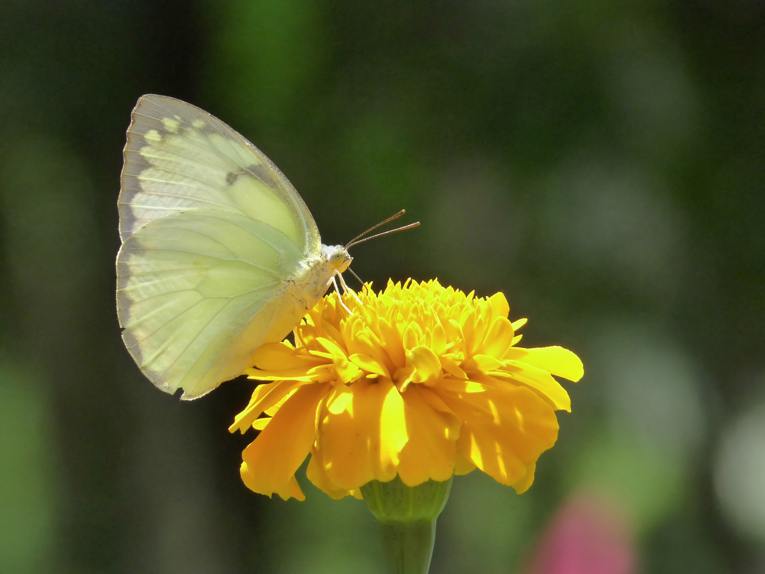Скачати мобільні шпалери Квітка, Метелик, Тварина, Звичайний Емігрант безкоштовно.