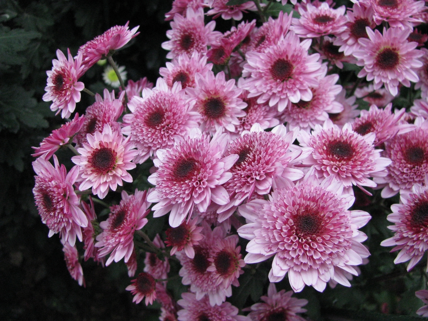 Free download wallpaper Plants, Chrysanthemum, Flowers on your PC desktop