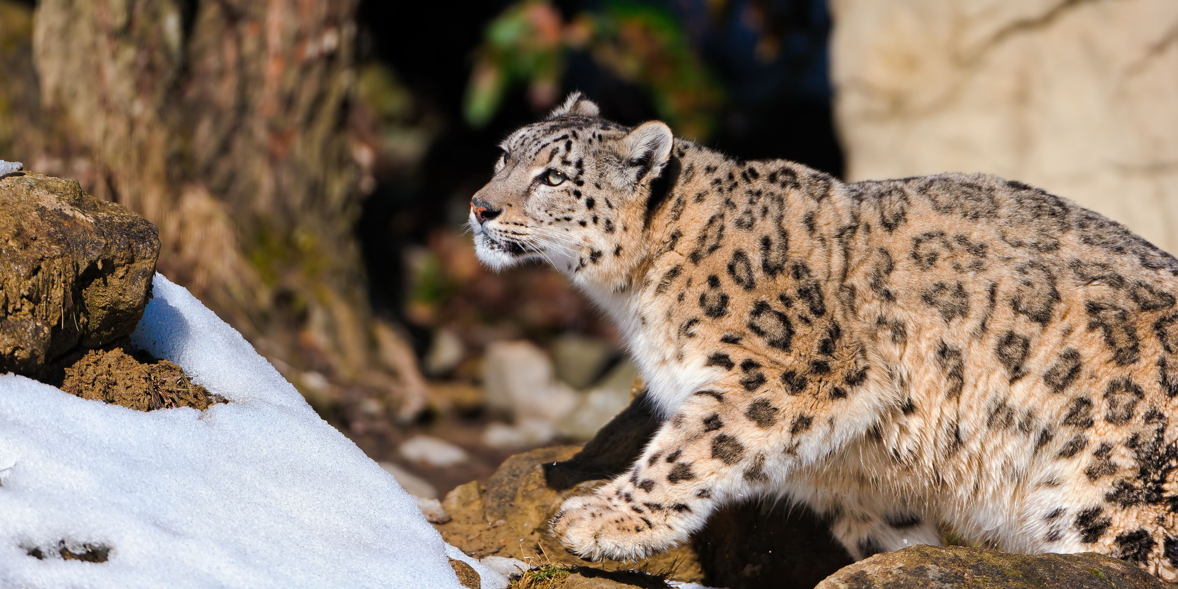96393 baixar papel de parede animais, snow leopard, sentar, predator, predador - protetores de tela e imagens gratuitamente