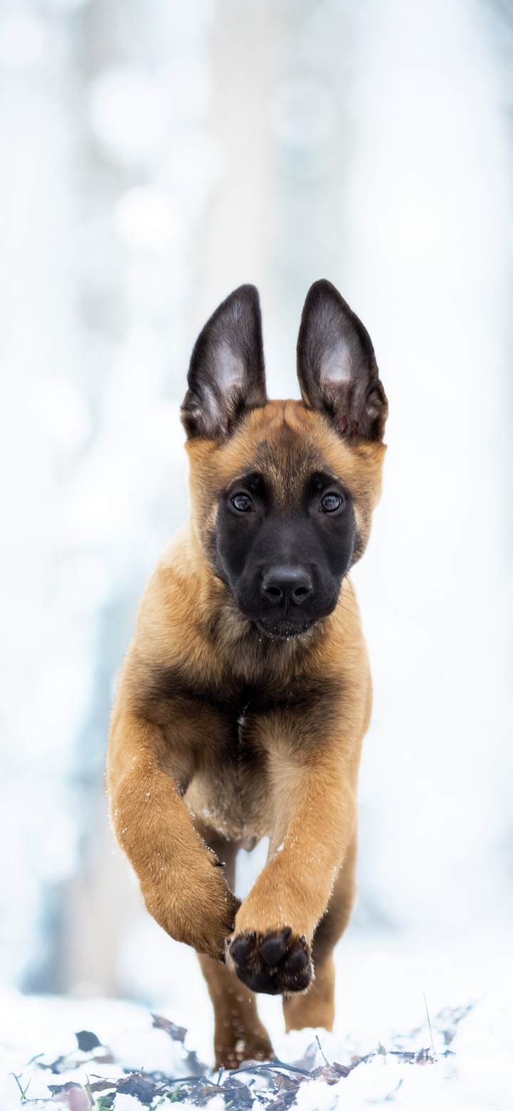 Download mobile wallpaper Dogs, Dog, Animal, Puppy, Baby Animal, Belgian Malinois for free.