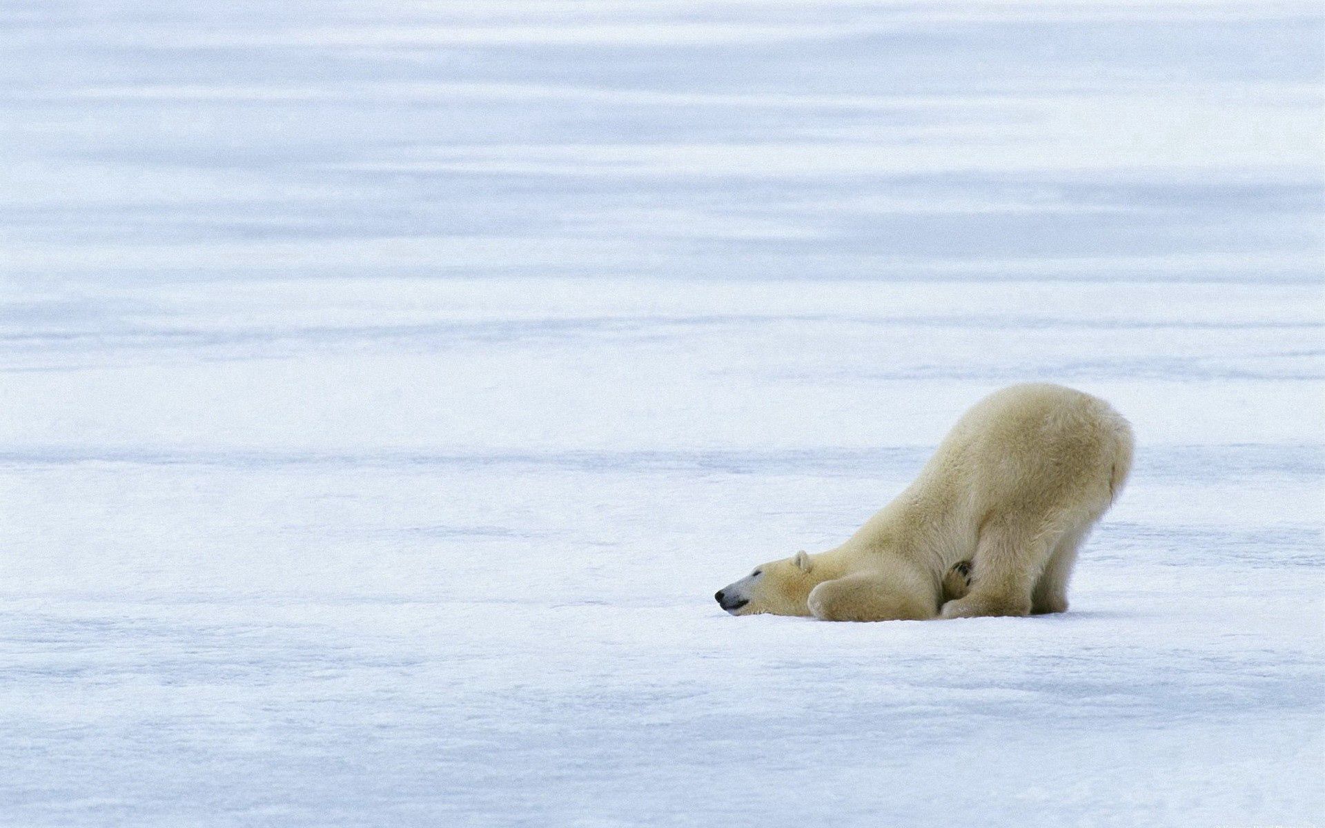 108761 télécharger l'image ours polaire, animaux, glace, neige, espiègle, enjoué, glacier, ours blanc, polaire - fonds d'écran et économiseurs d'écran gratuits