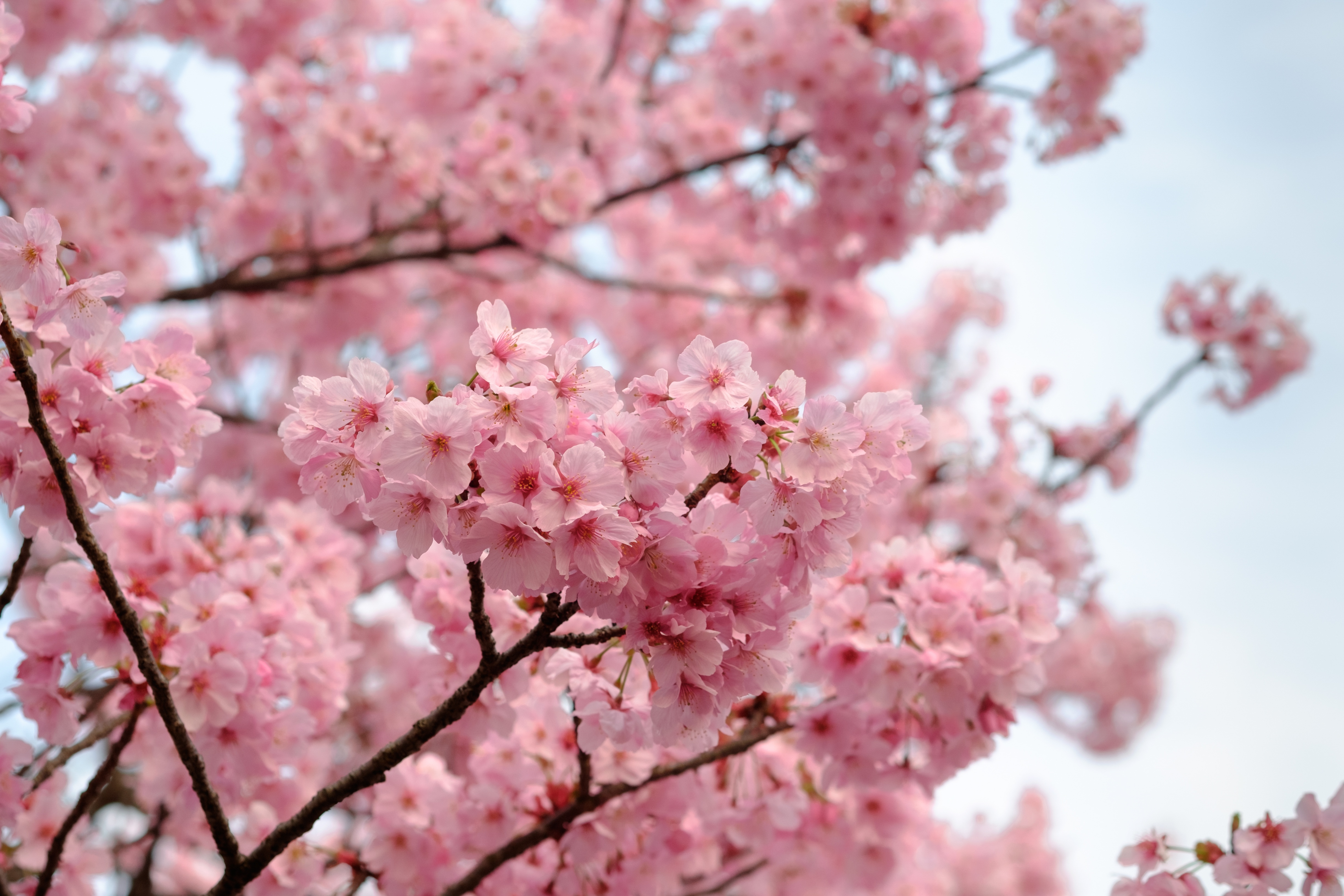 Скачать обои бесплатно Природа, Цветок, Ветка, Весна, Цвести, Земля/природа, Розовый Цветок, Флауэрсы картинка на рабочий стол ПК