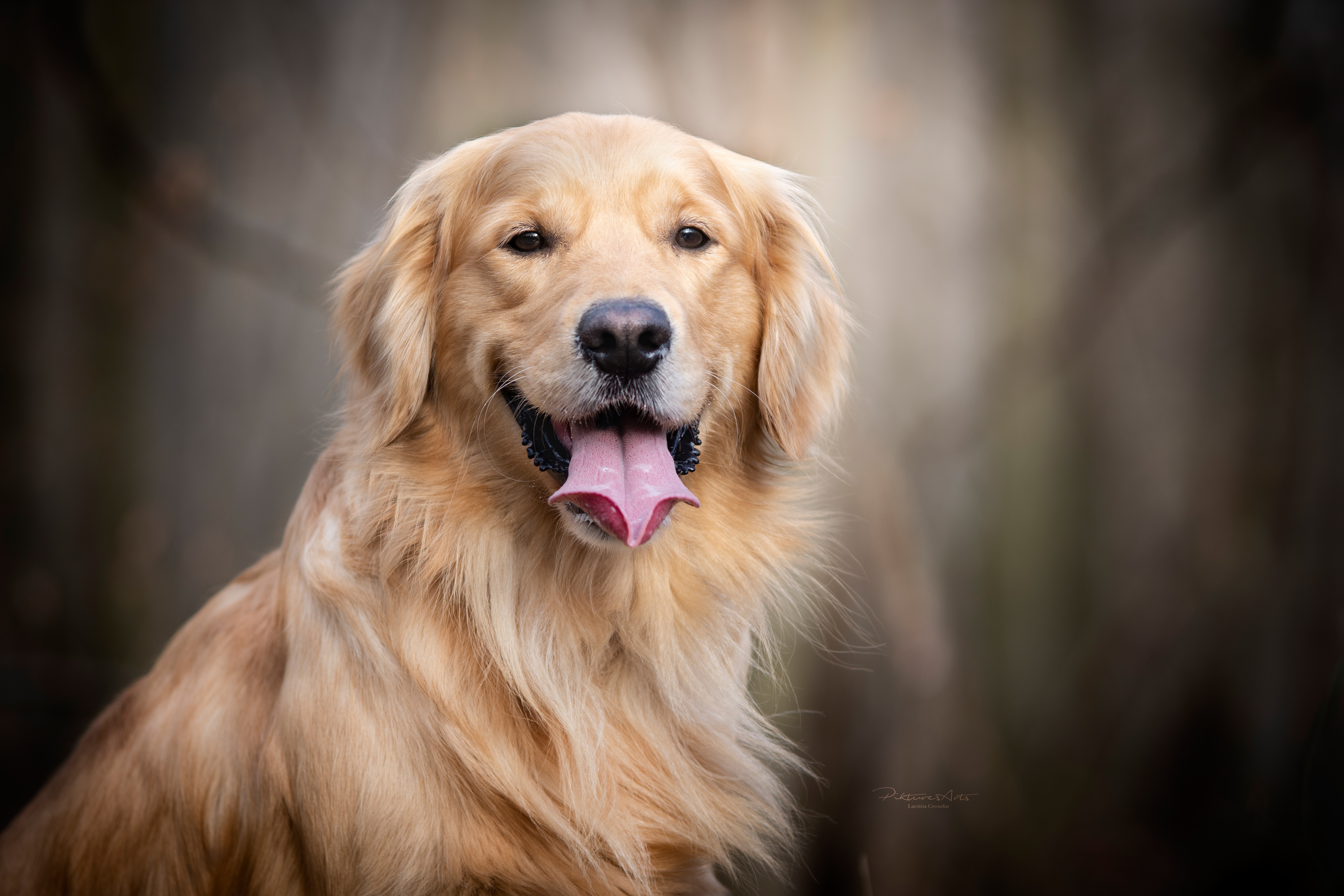 Laden Sie das Golden Retriever, Hunde, Hund, Tiere-Bild kostenlos auf Ihren PC-Desktop herunter