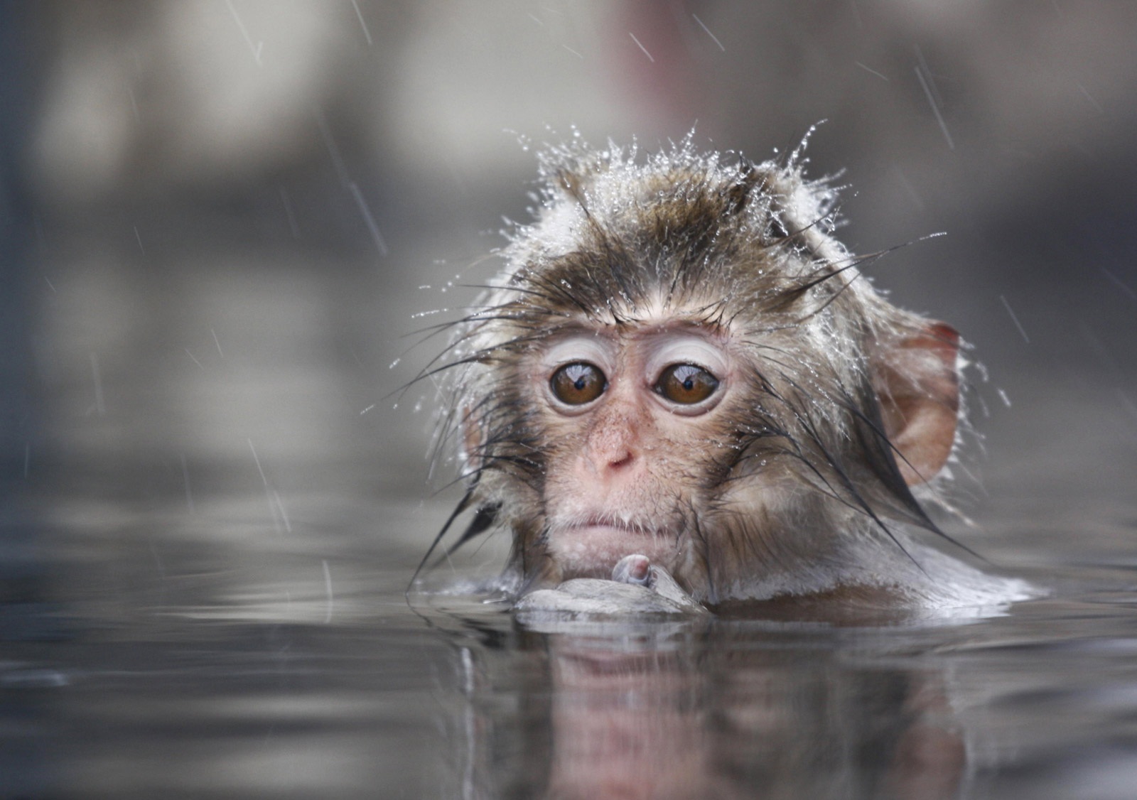 176049 descargar imagen animales, mono, monos: fondos de pantalla y protectores de pantalla gratis