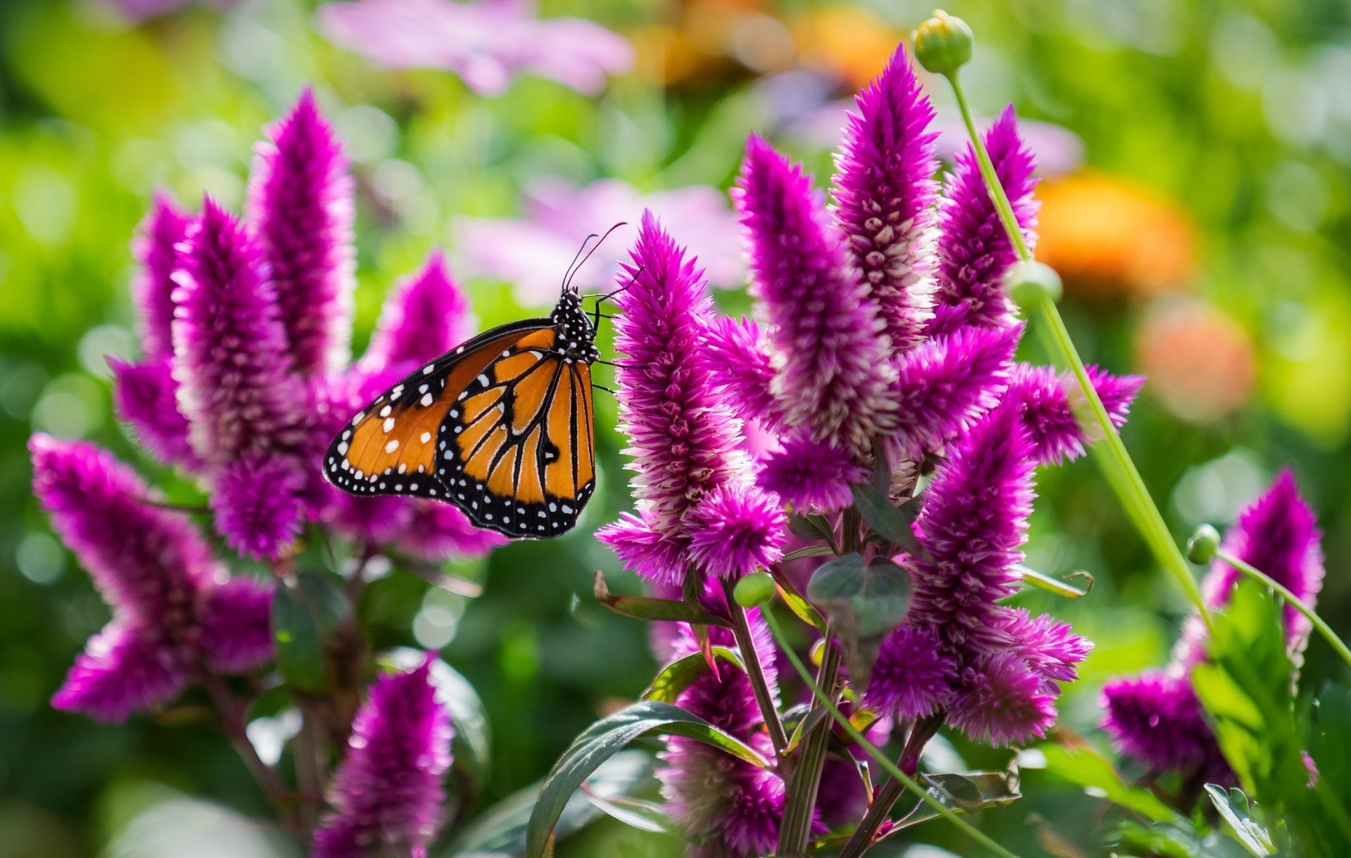 PCデスクトップに動物, 蝶, 花, 大きい, 紫色の花画像を無料でダウンロード