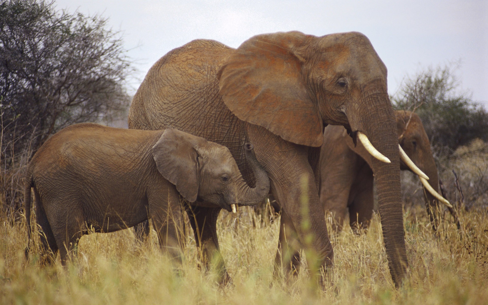 Скачать картинку Африканский Слон, Слоны, Детеныш Животного, Животные в телефон бесплатно.