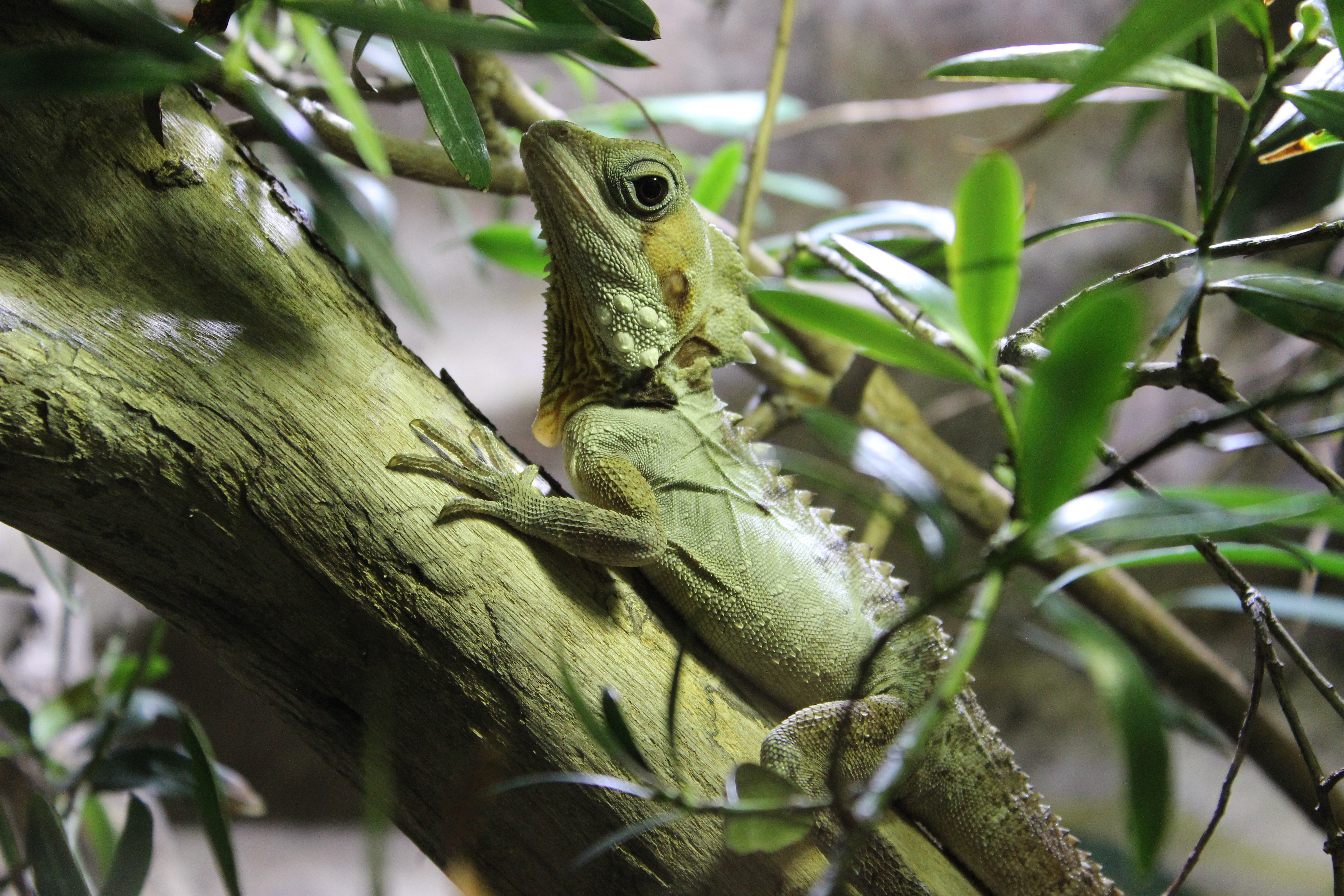 Free download wallpaper Animals, Branches, Lizard, Reptile, Climb on your PC desktop