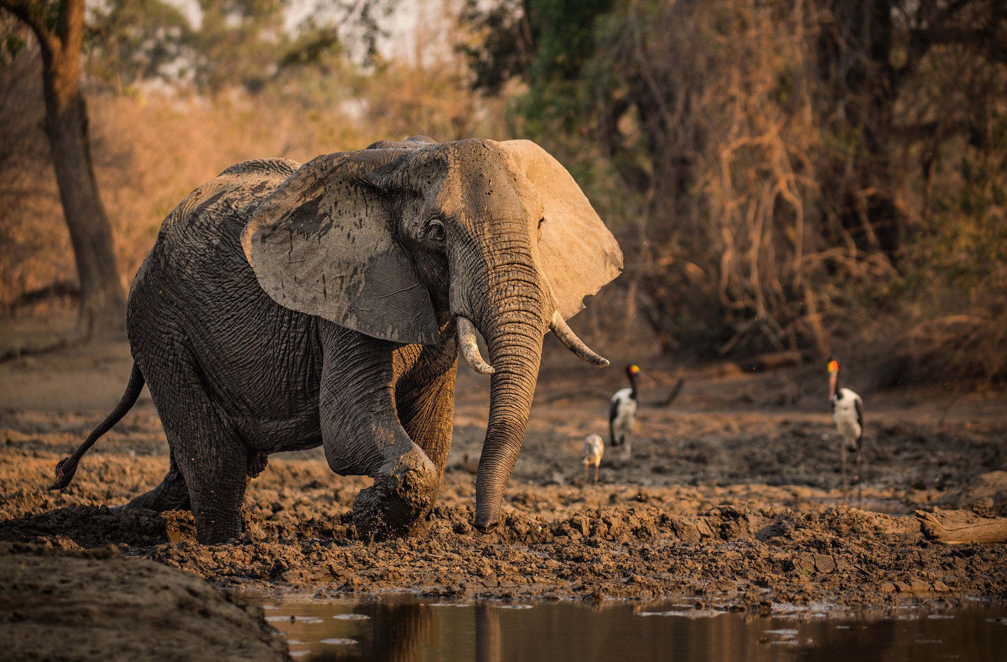 391790 télécharger l'image afrique, animaux, éléphant de savane d'afrique, éléphants - fonds d'écran et économiseurs d'écran gratuits