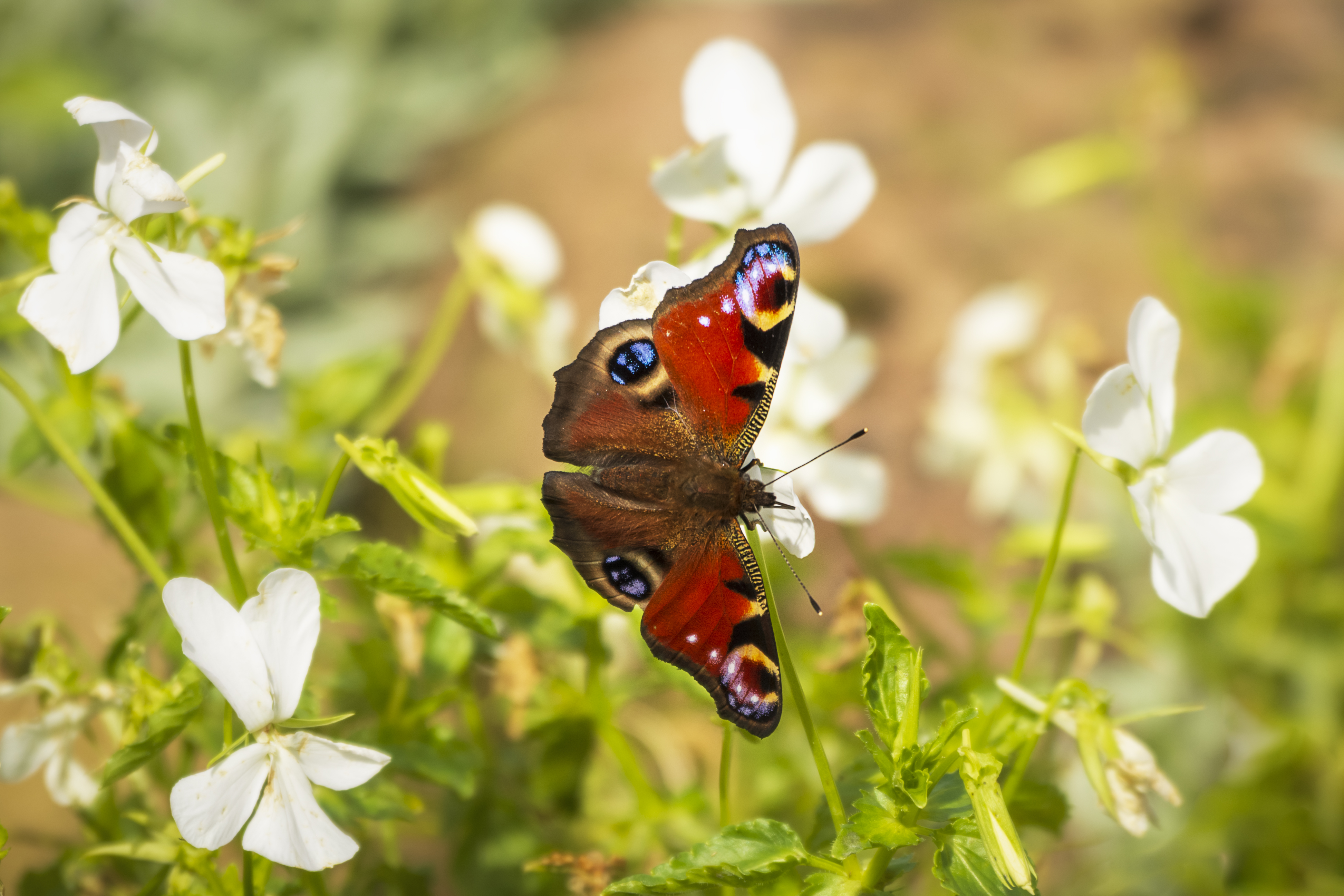 Die besten Schmetterling Pfau-Hintergründe für den Telefonbildschirm
