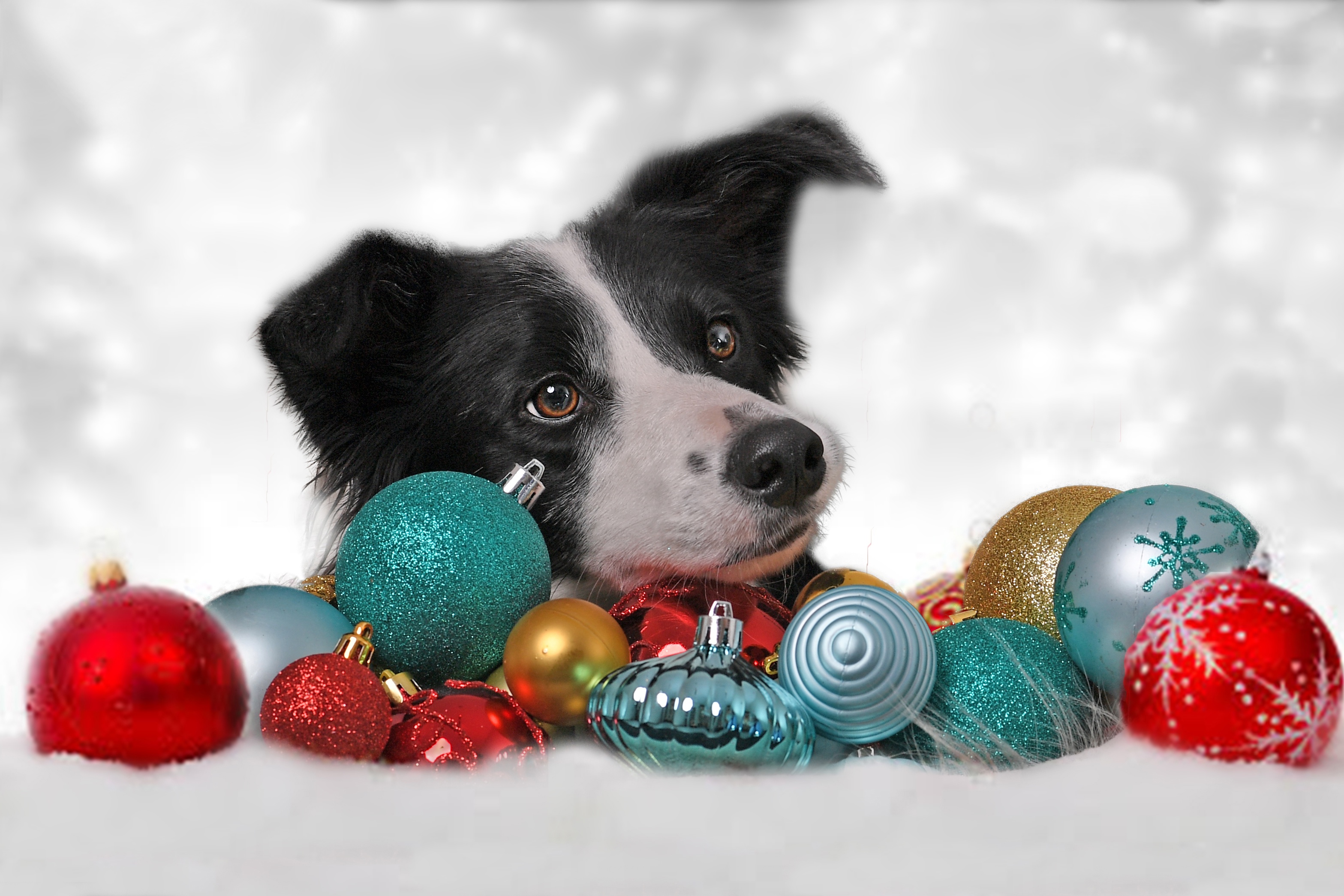 Download mobile wallpaper Dogs, Dog, Animal, Border Collie, Christmas Ornaments, Bauble for free.