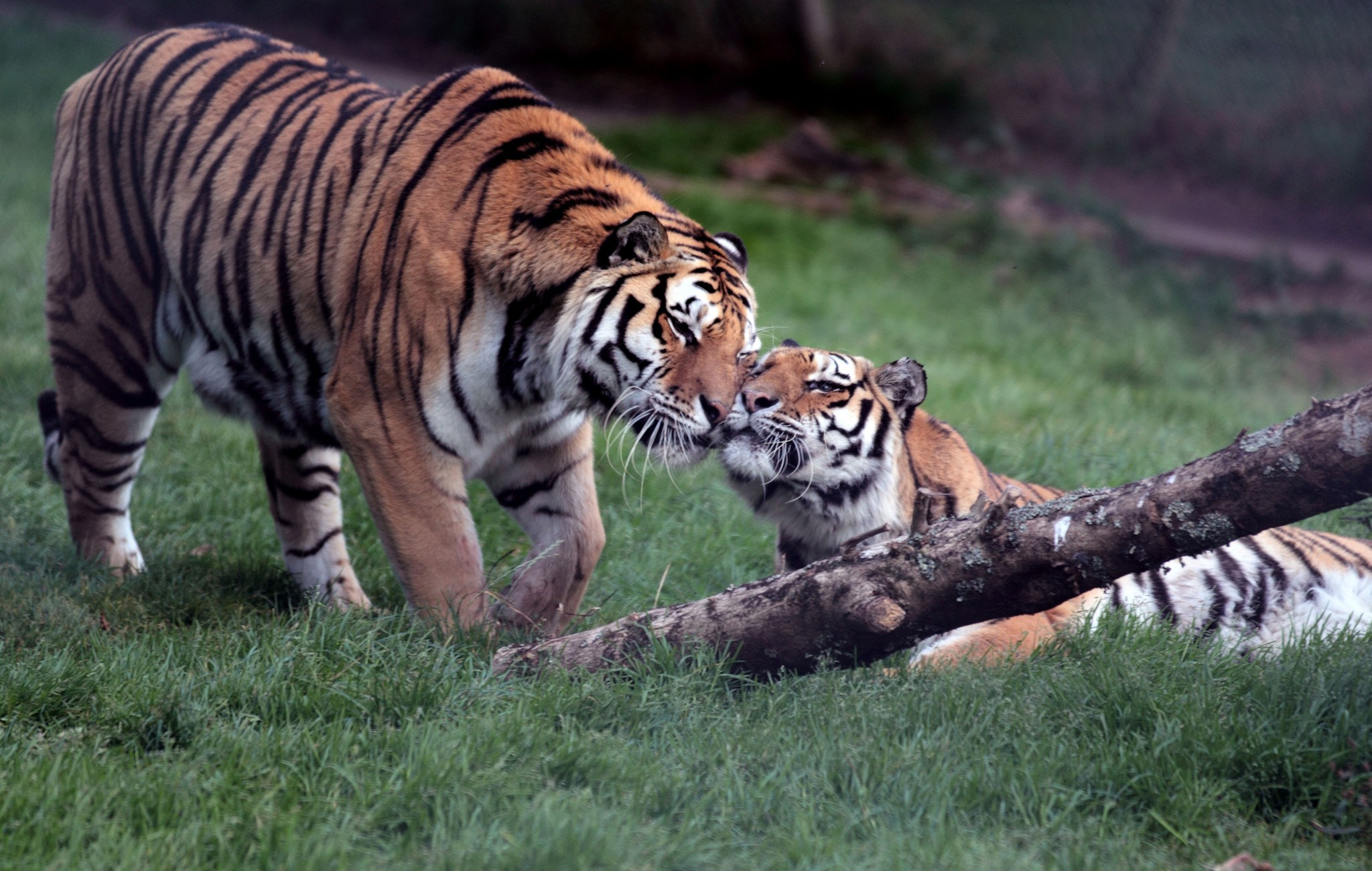 Baixar papel de parede para celular de Animais, Gatos, Tigre gratuito.