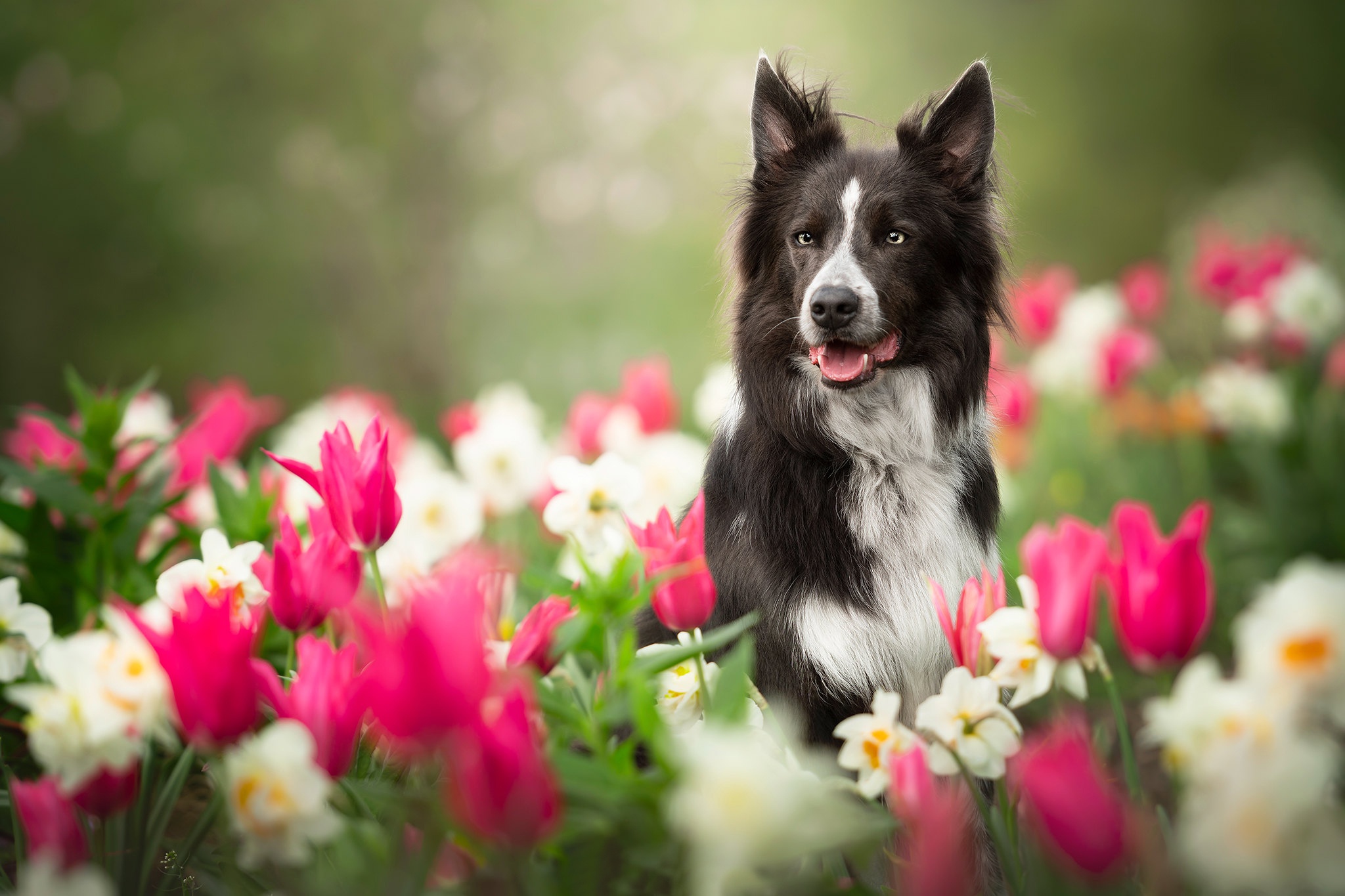 無料モバイル壁紙動物, 犬, ボーダーコリー, 白い花, ピンクの花をダウンロードします。