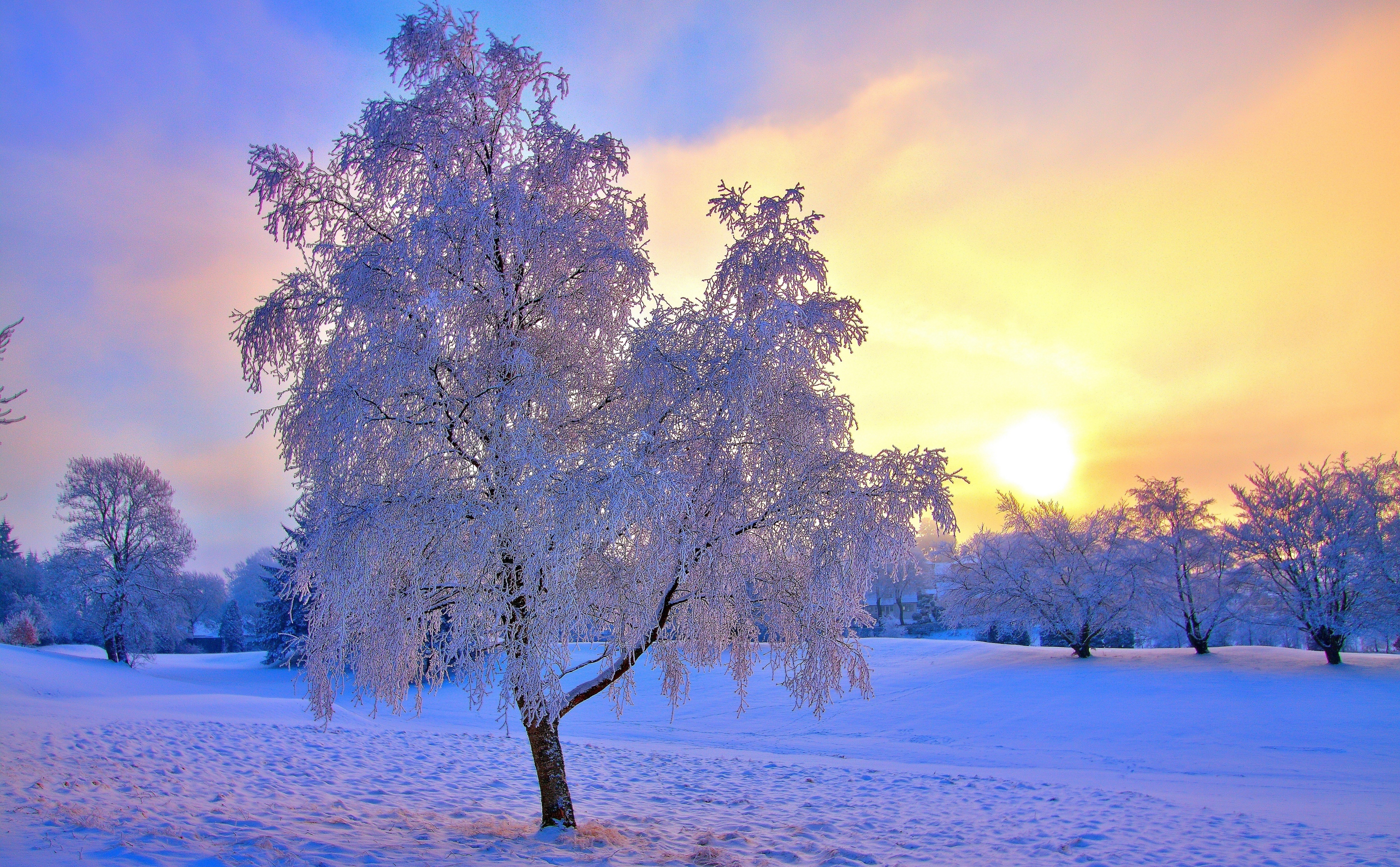 Скачать обои бесплатно Зима, Закат, Солнце, Снег, Дерево, Земля/природа картинка на рабочий стол ПК