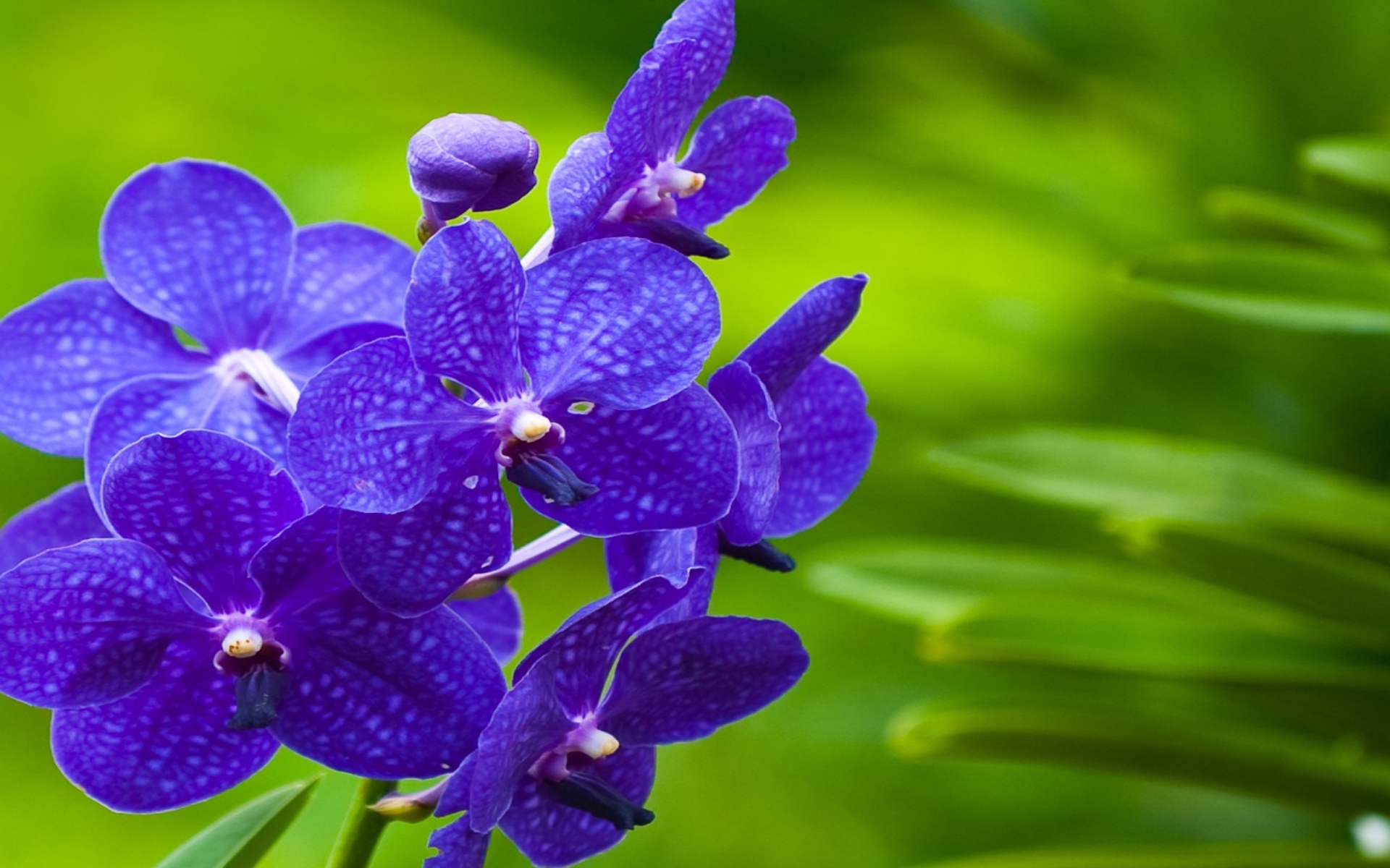 Téléchargez des papiers peints mobile Orchidée, Fleurs, Fleur, Terre/nature gratuitement.