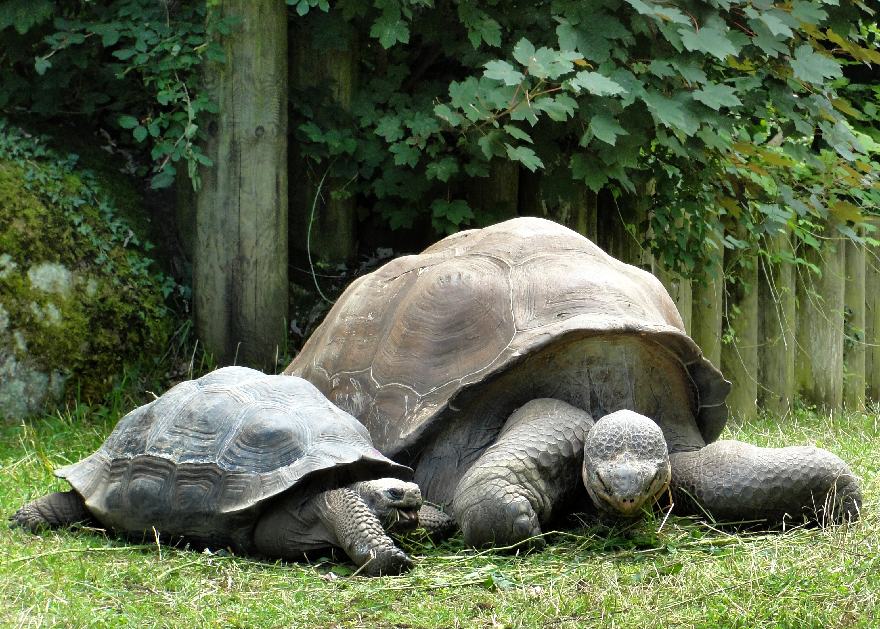 animal, tortoise, turtles Full HD