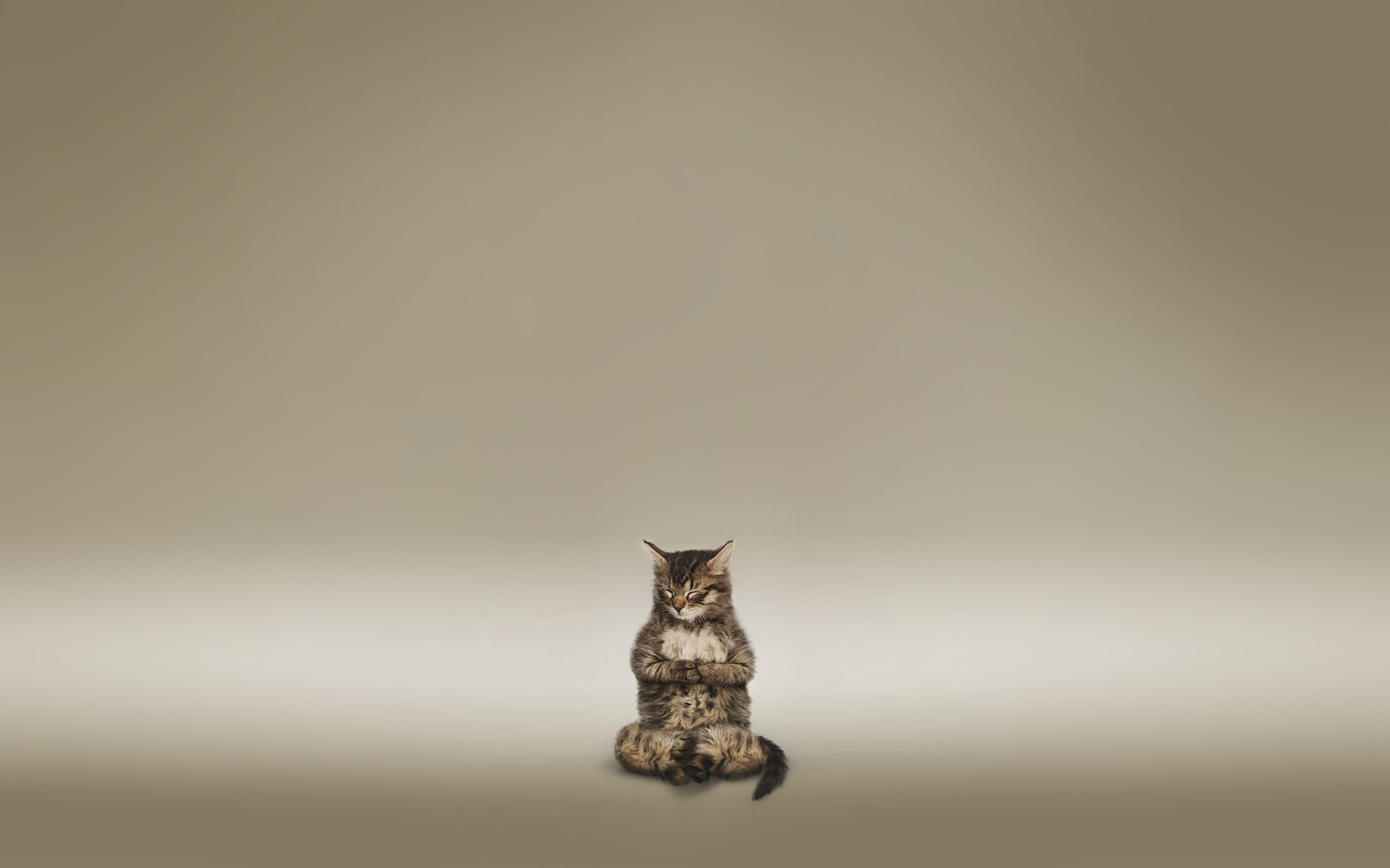 Free download wallpaper Cat, Buddhism, Religious on your PC desktop