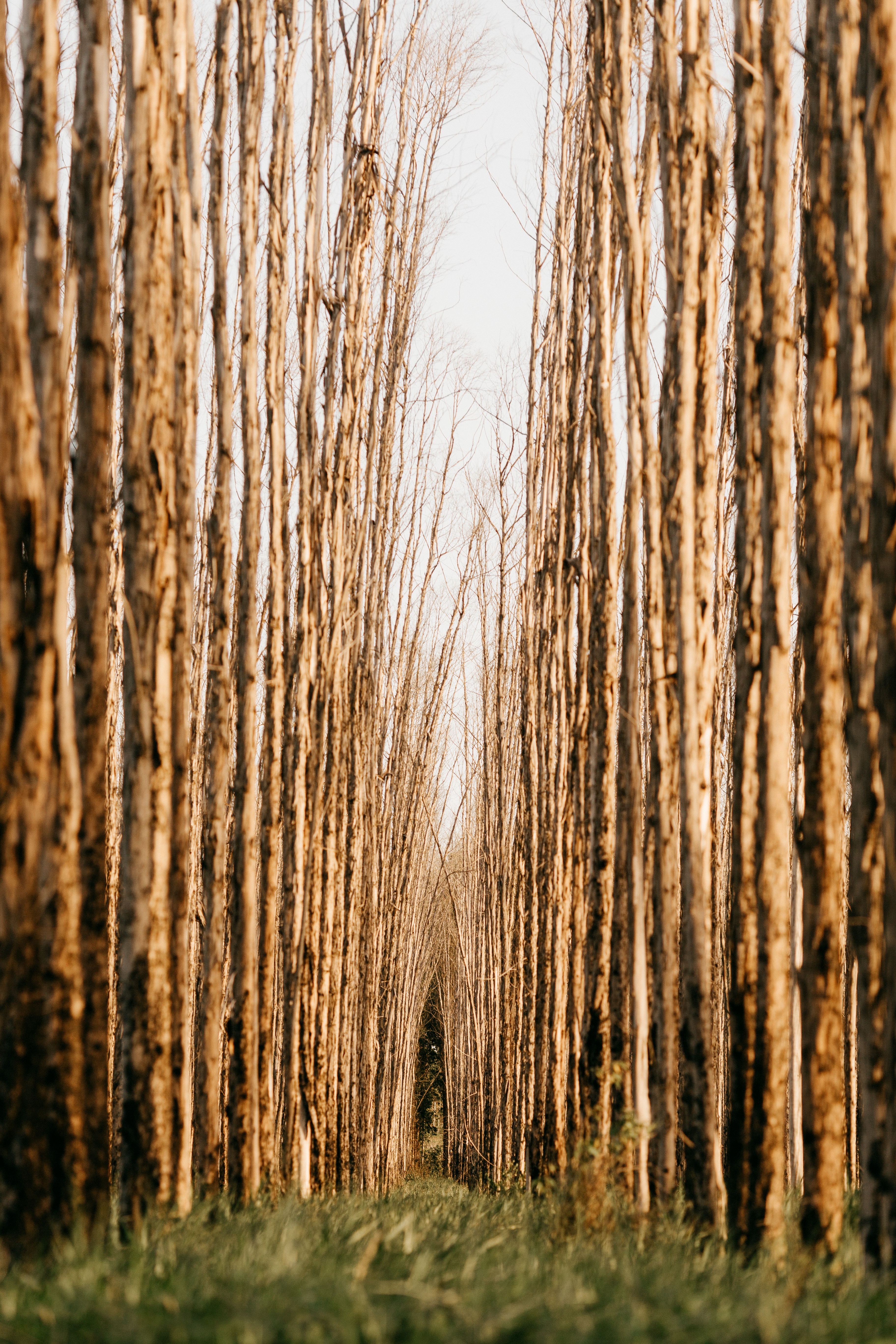 nature, trees, forest, rows, ranks Free Stock Photo