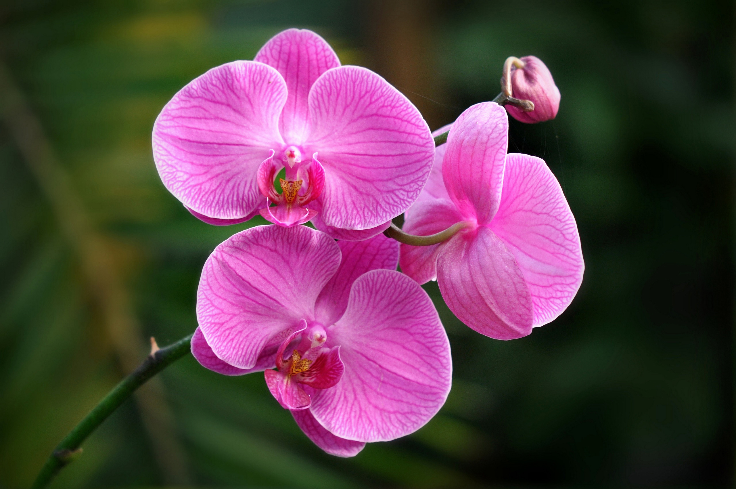 Descarga gratis la imagen Flores, Flor, Flor Rosa, De Cerca, Orquídea, Tierra/naturaleza en el escritorio de tu PC