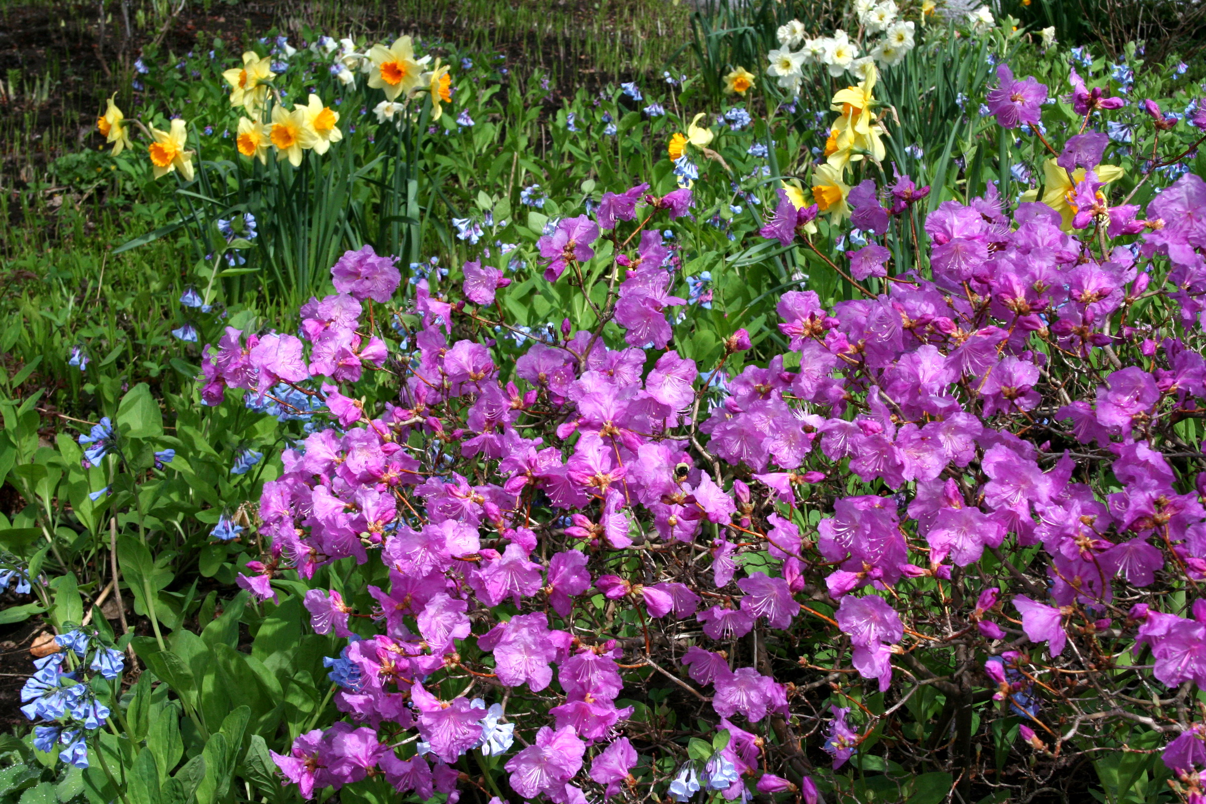 Descarga gratuita de fondo de pantalla para móvil de Flores, Flor, Tierra/naturaleza.