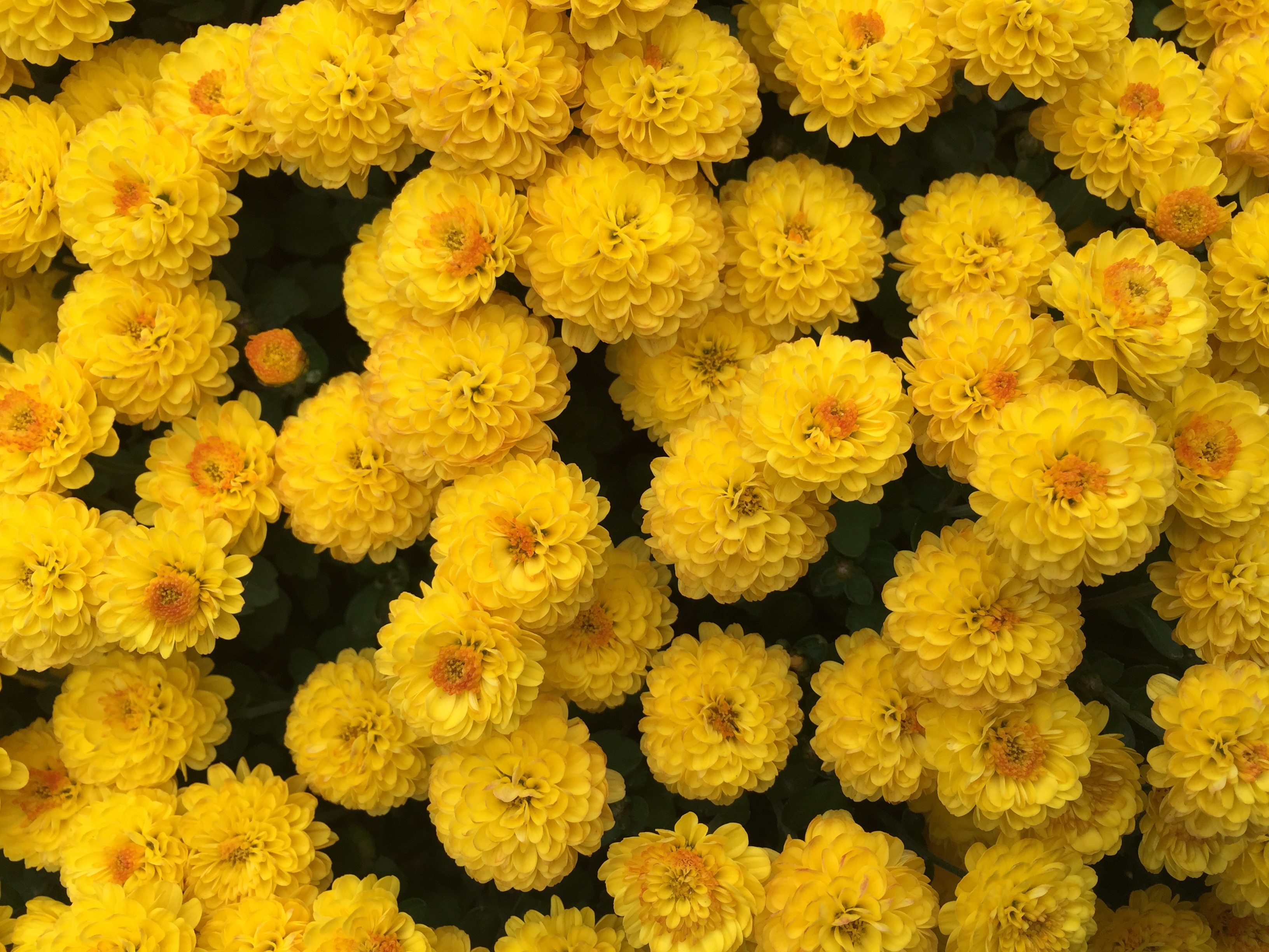 Скачать обои бесплатно Хризантемы, Желтый, Цветы картинка на рабочий стол ПК