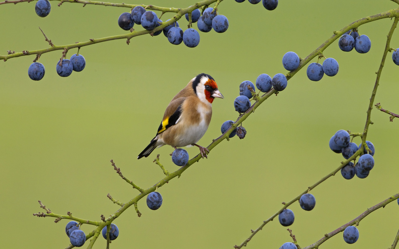 Free download wallpaper Birds, Bird, Animal on your PC desktop